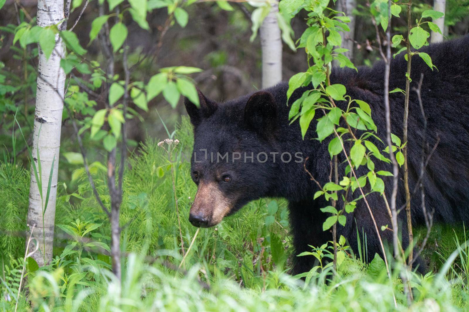 Black Bear Northern Canada Saskatchewan Spring Wild