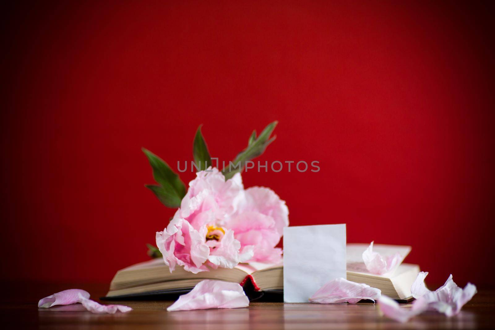 peony pink beautiful flower, book with a greeting card on a red background