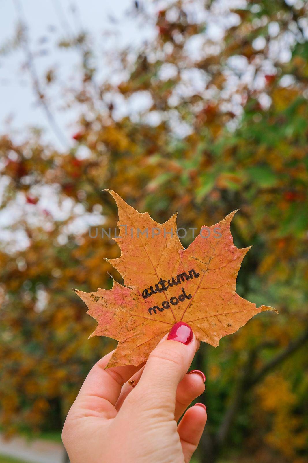 Stylish red female nails. Fall leaf with text AUTUMN MOOD in hands. Modern Beautiful manicure. Autumn winter nail design concept of beauty treatment. Gel nails. Skin care. Wellness. Trendy colors.