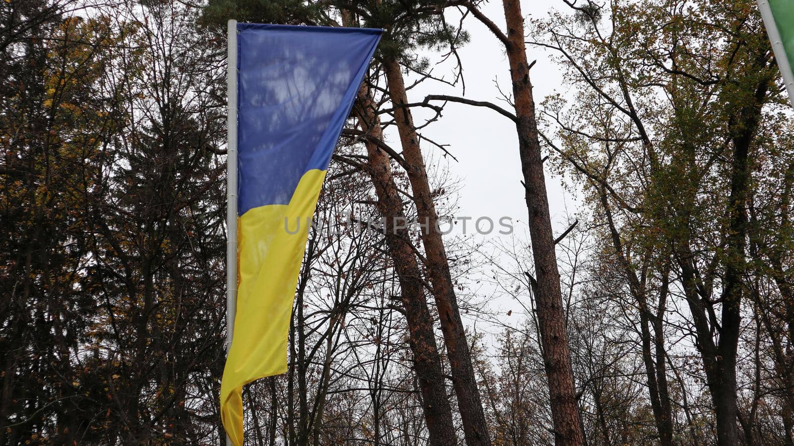 Ukrainian flag waving on the masts in a forest park. The wind blows and the flag flies in the air. In the background beautiful tall trees.