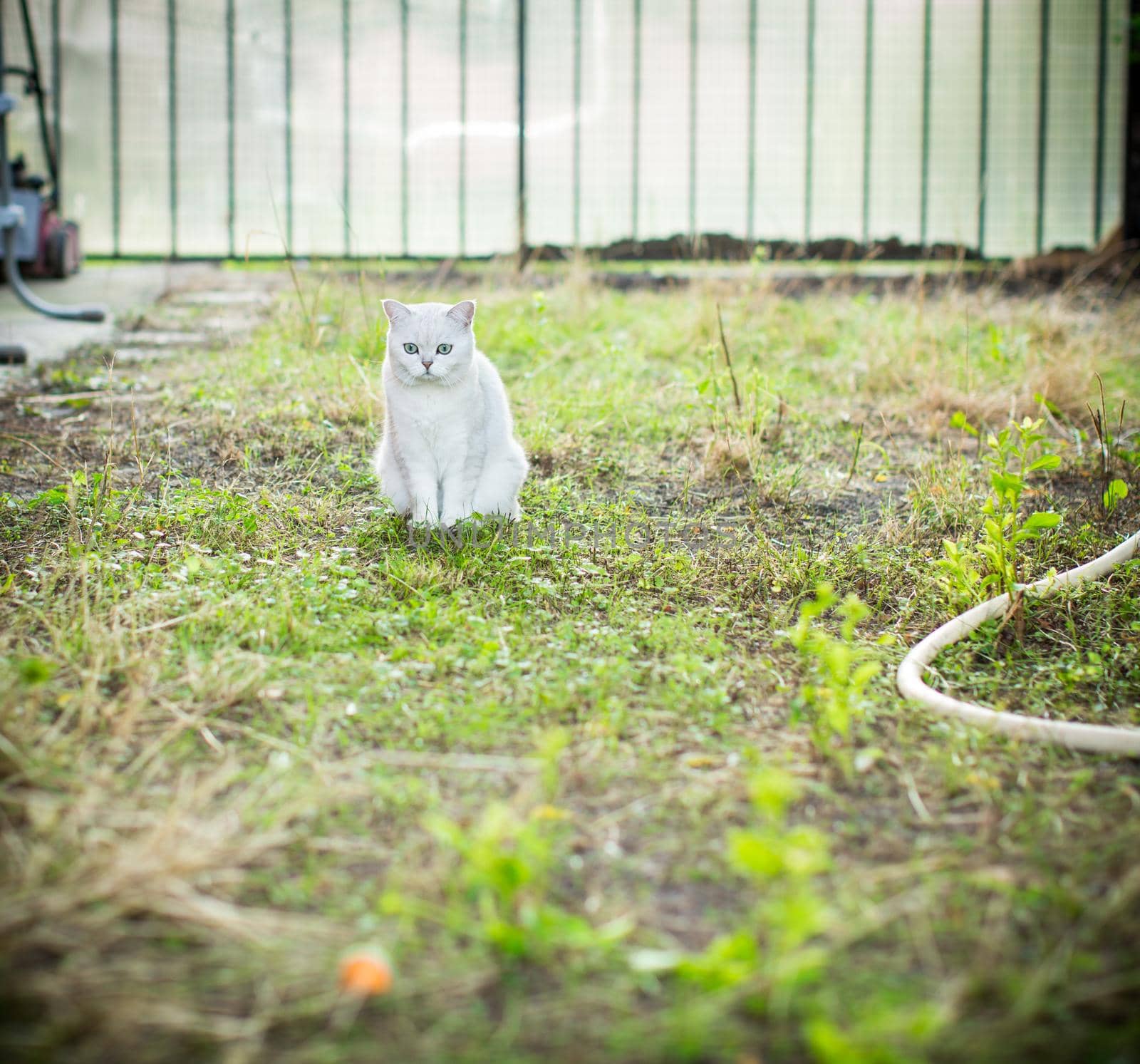 Scottish cat chinchilla with straight ears walks on the street, outdoors