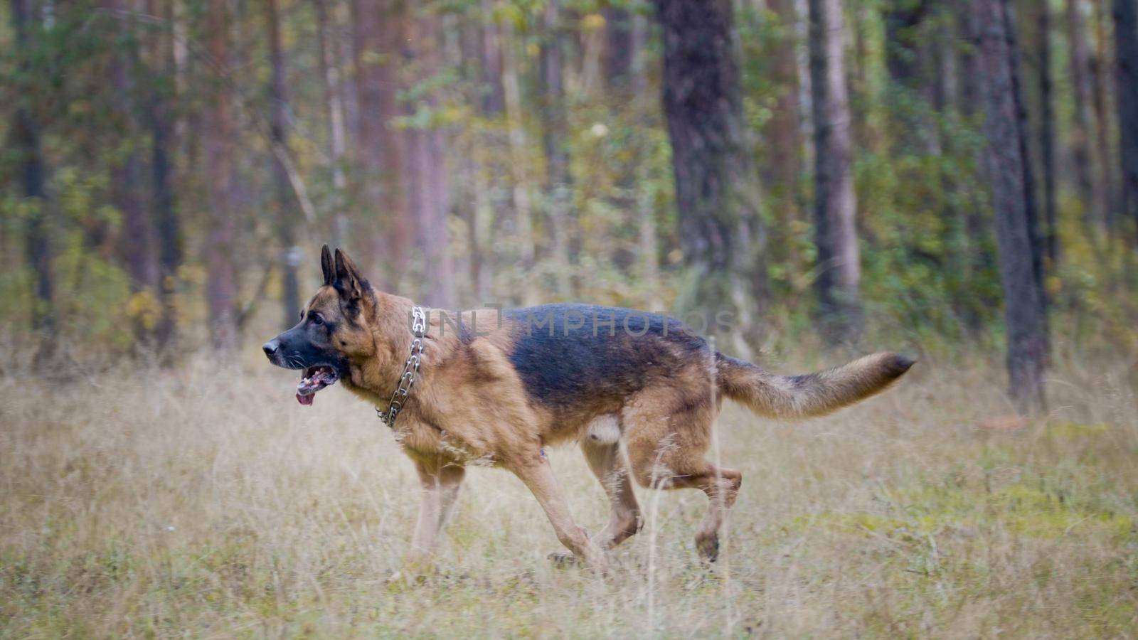 Portrait of german shepherd dog running in autumn park, telephoto