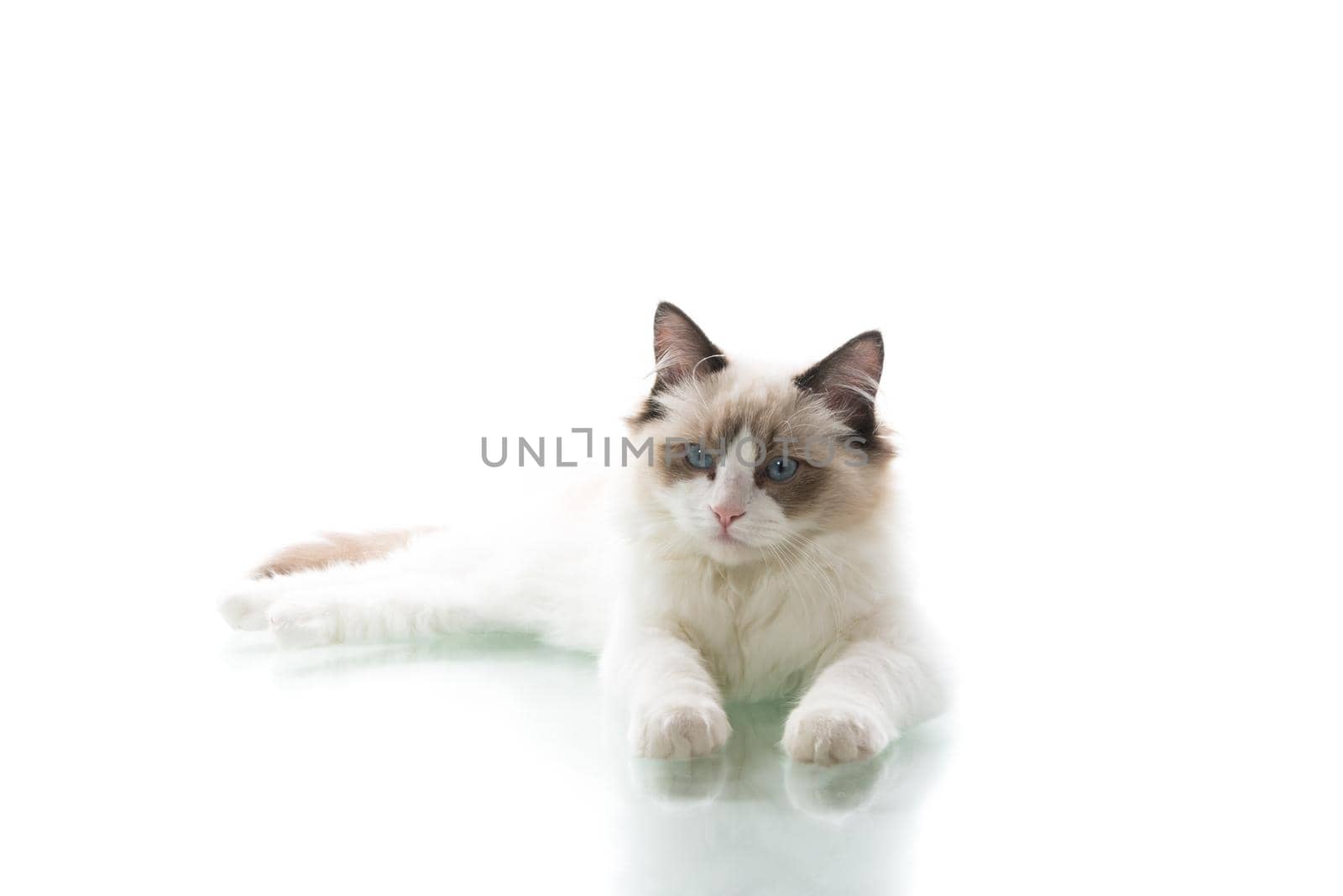 Young beautiful Ragdoll cat isolated on white background