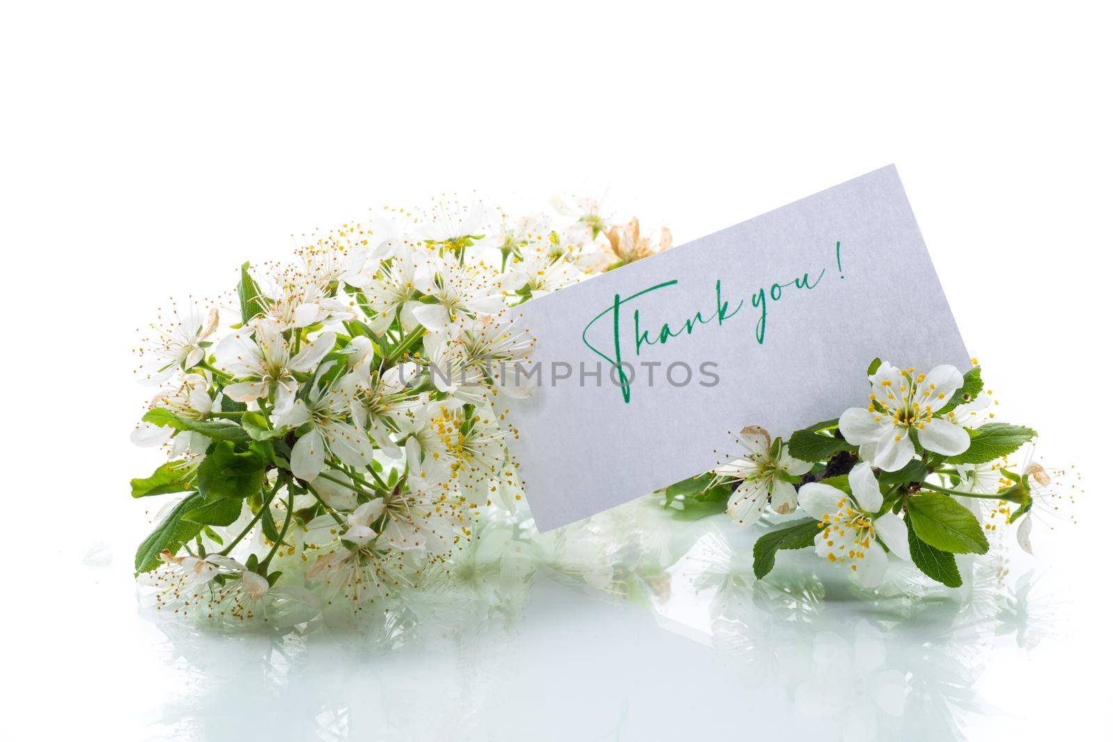 thank you card and blooming spring branch with flowers isolated on white background