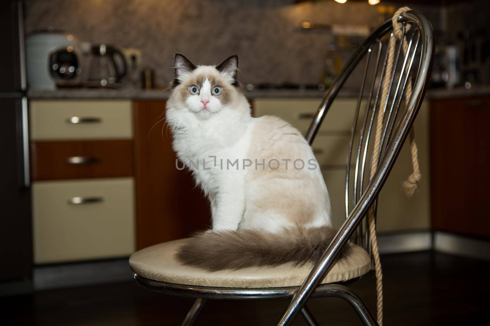 Young healthy beautiful purebred Ragdoll cat, at home