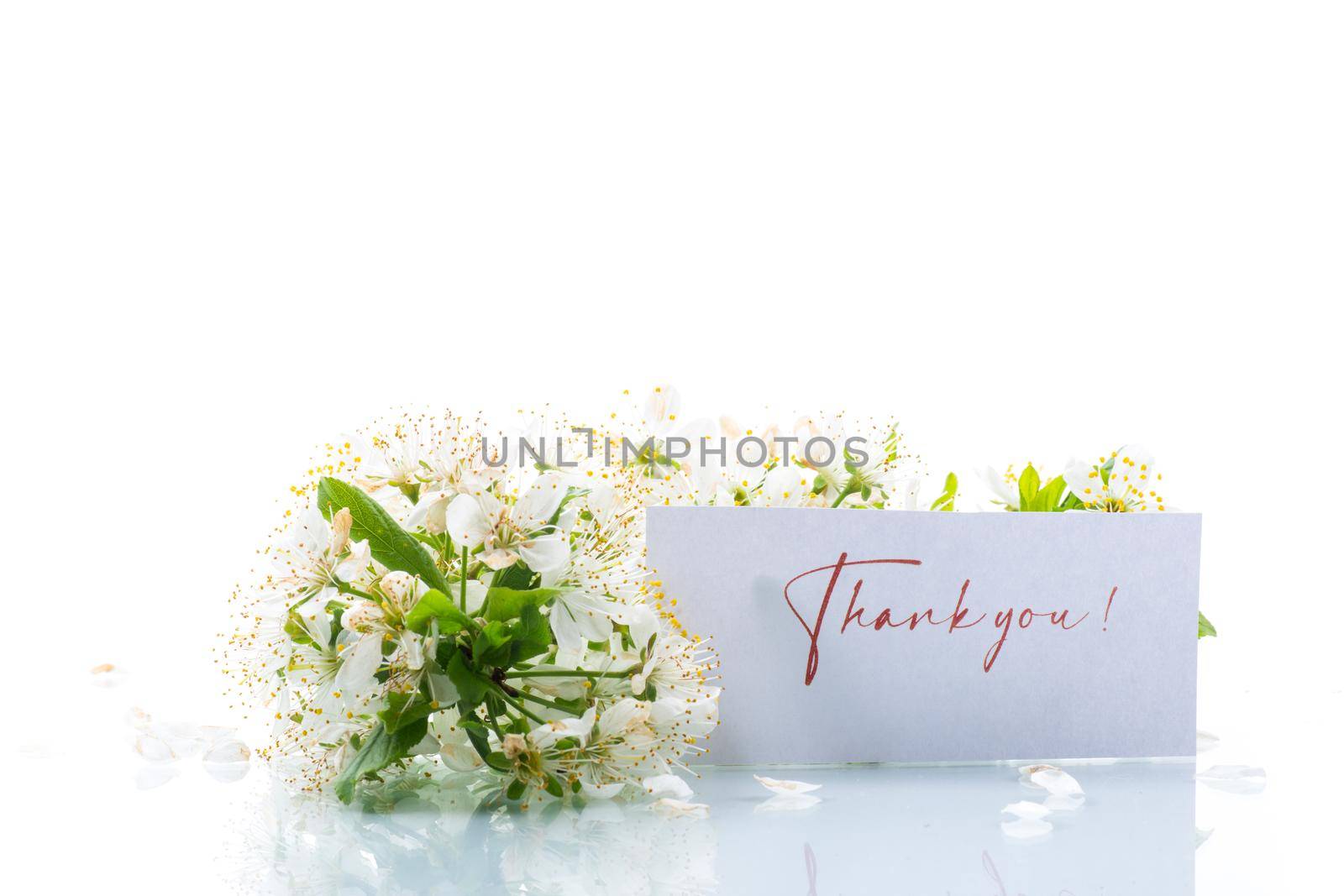 thank you card and blooming spring branch with flowers isolated on white background