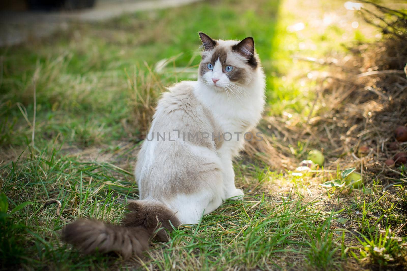 beautiful young cat of Ragdoll breed walks on the street, outdoors
