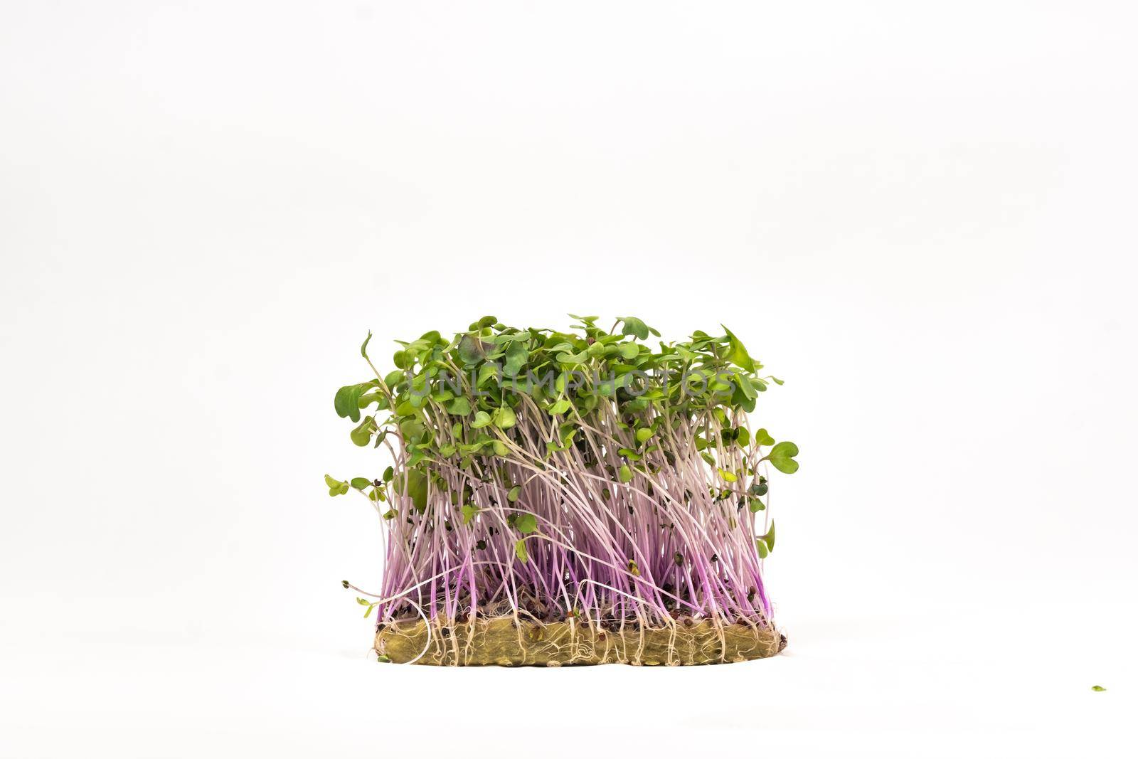 Micro-green seed seedlings on a white isolated background by Lobachad