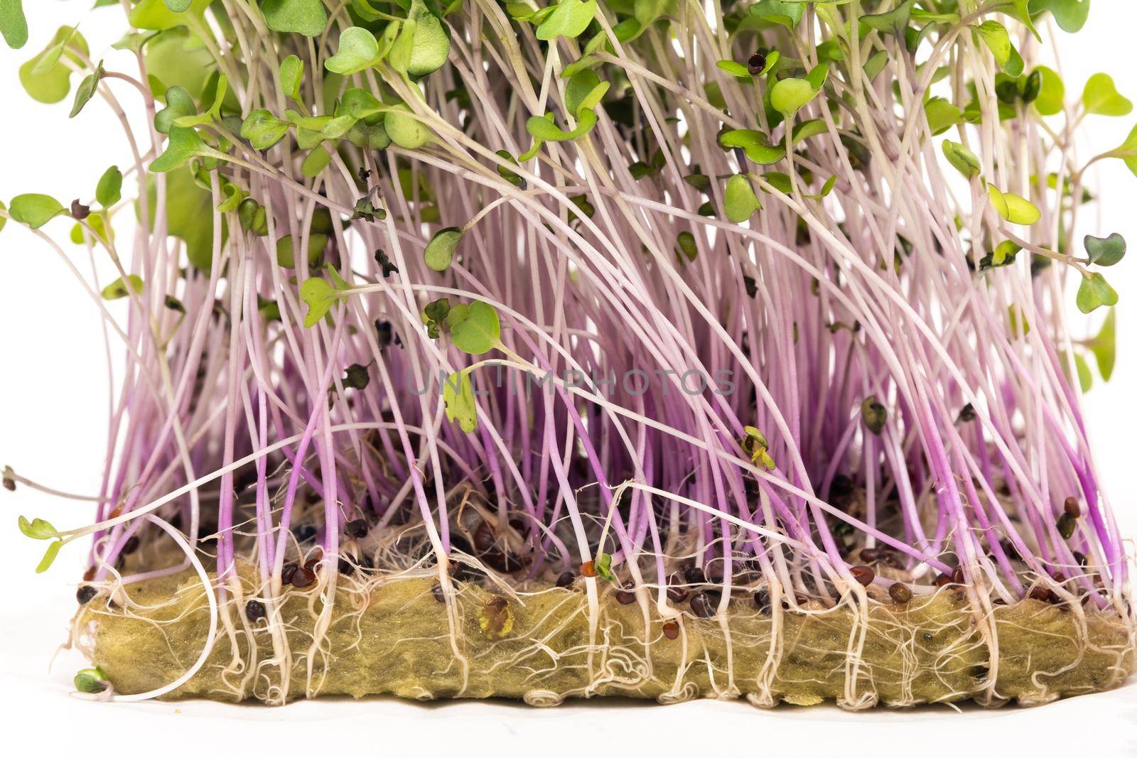 Micro-green seed seedlings on a white isolated background.