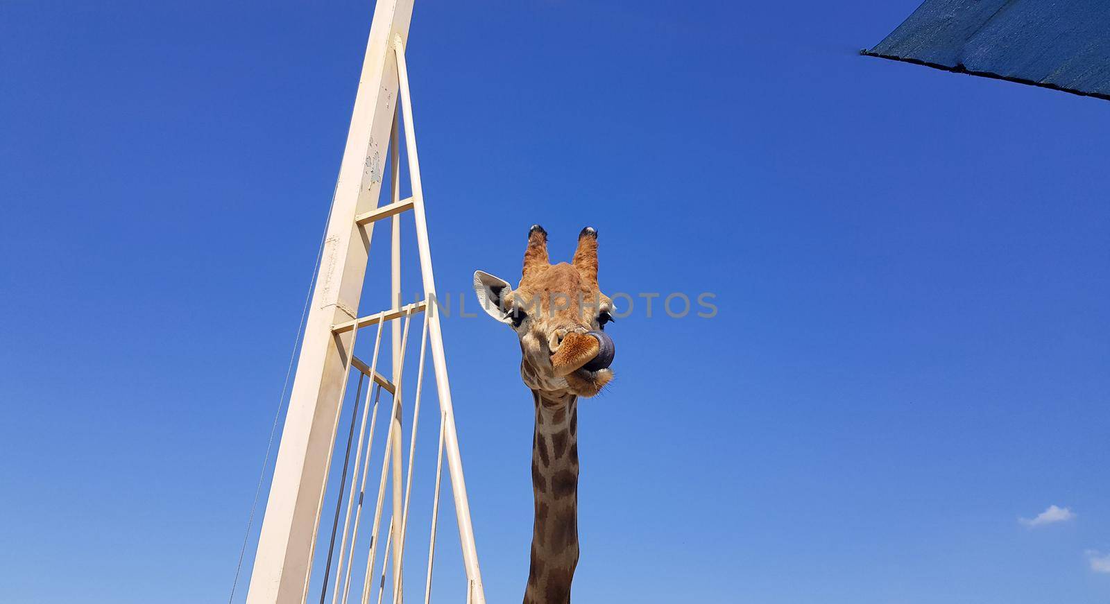 A close-up of a giraffe sticks out its tongue and licks its lips. Head and neck on a blue background.