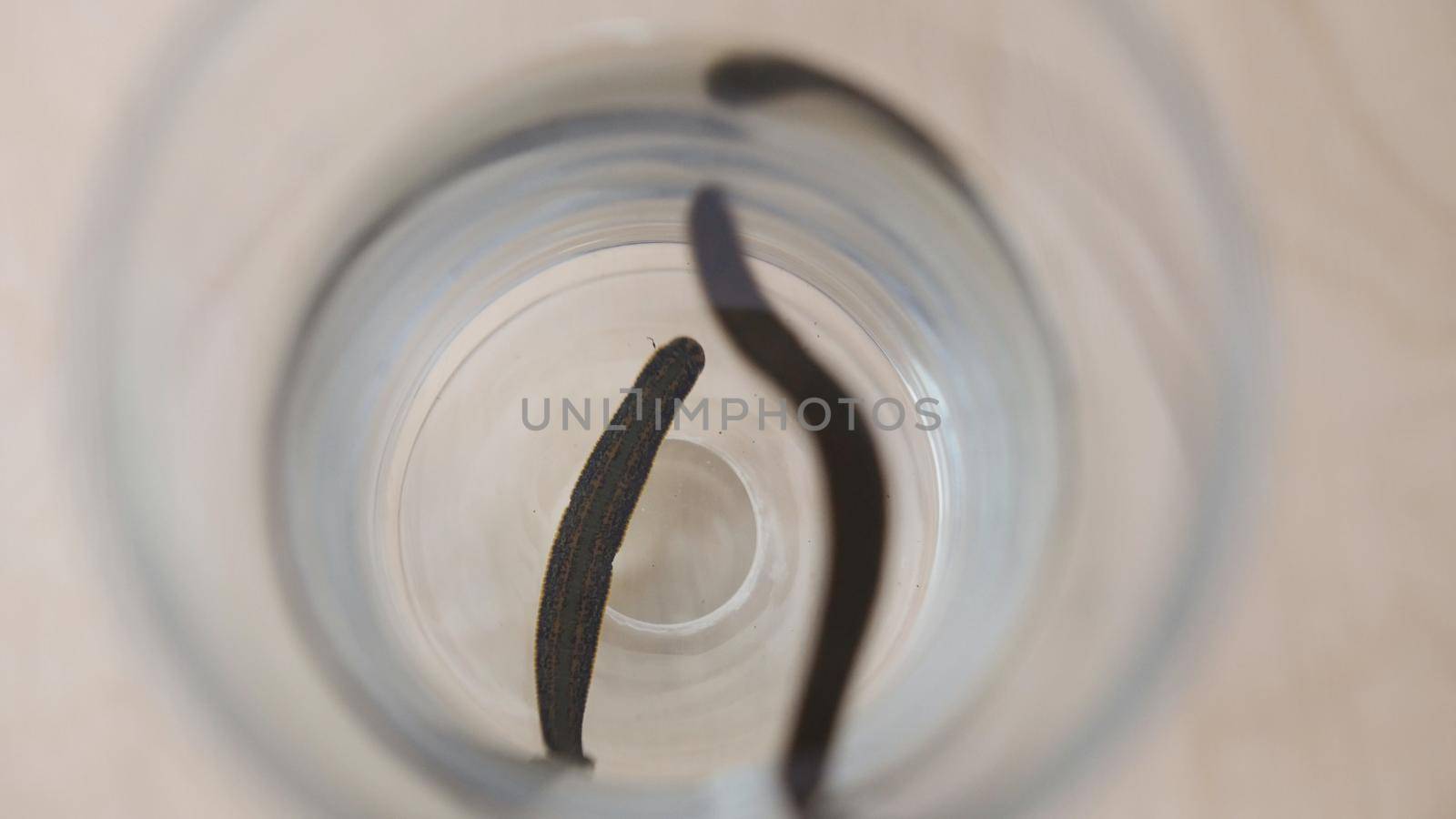 Glass jar with black medical leeches. Tibetan Medicine