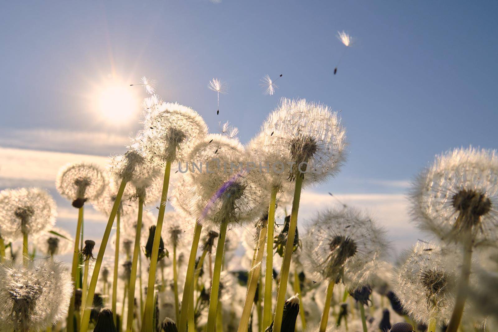 Dandelion meadow. The wind blows away the dandelion seeds. Backlight sunlight by vollirikan