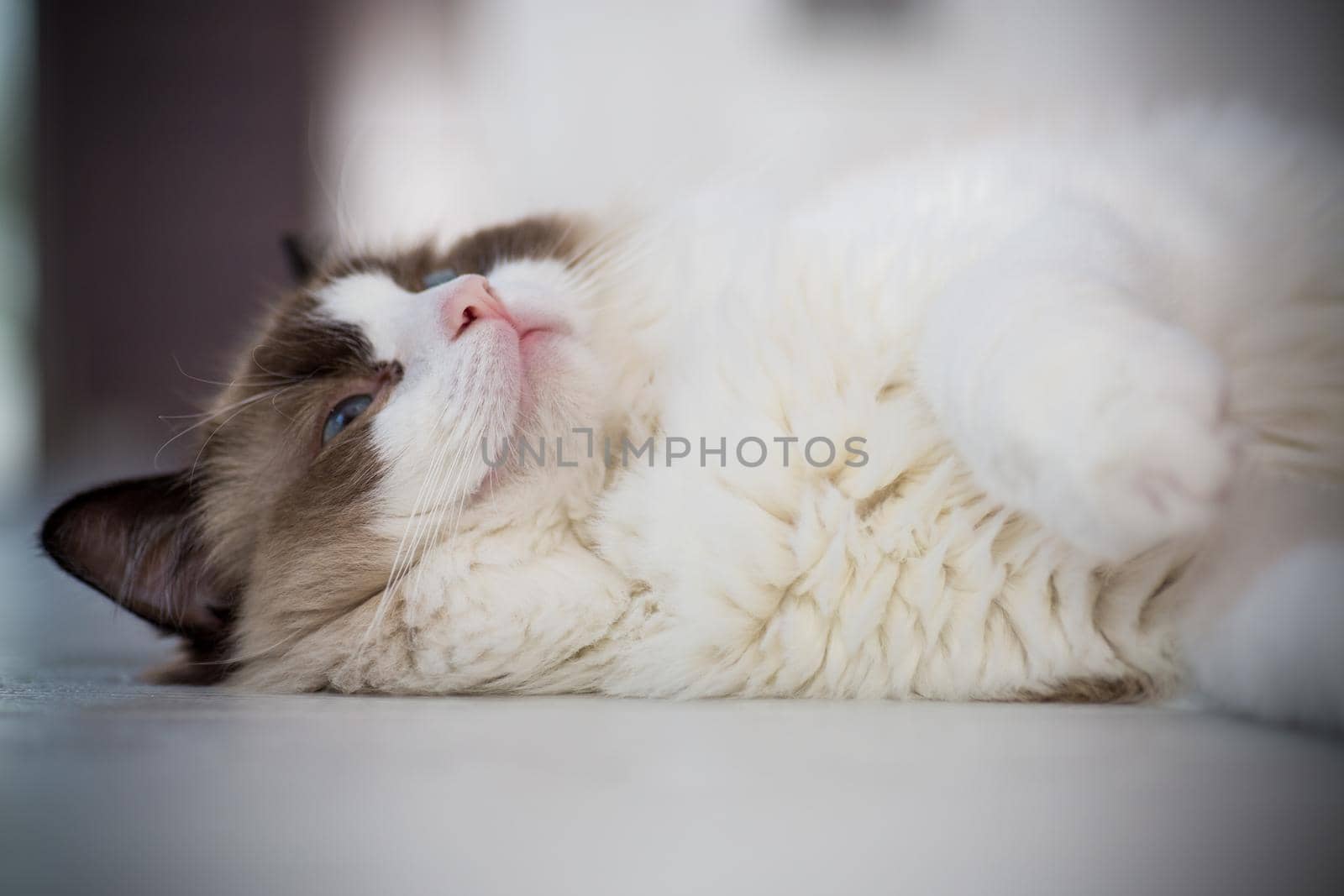 Young healthy beautiful purebred Ragdoll cat, at home