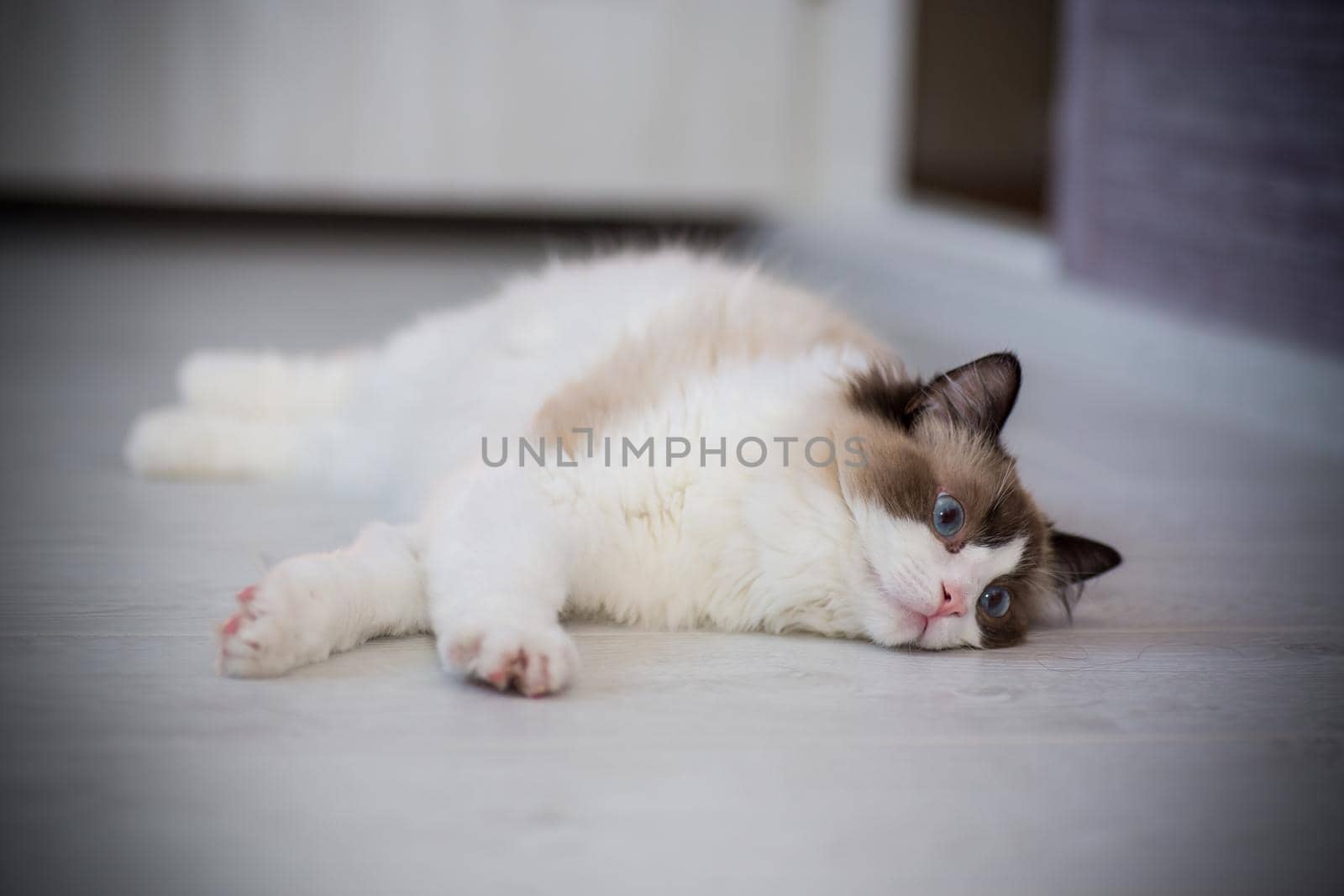 Young healthy beautiful purebred Ragdoll cat, at home