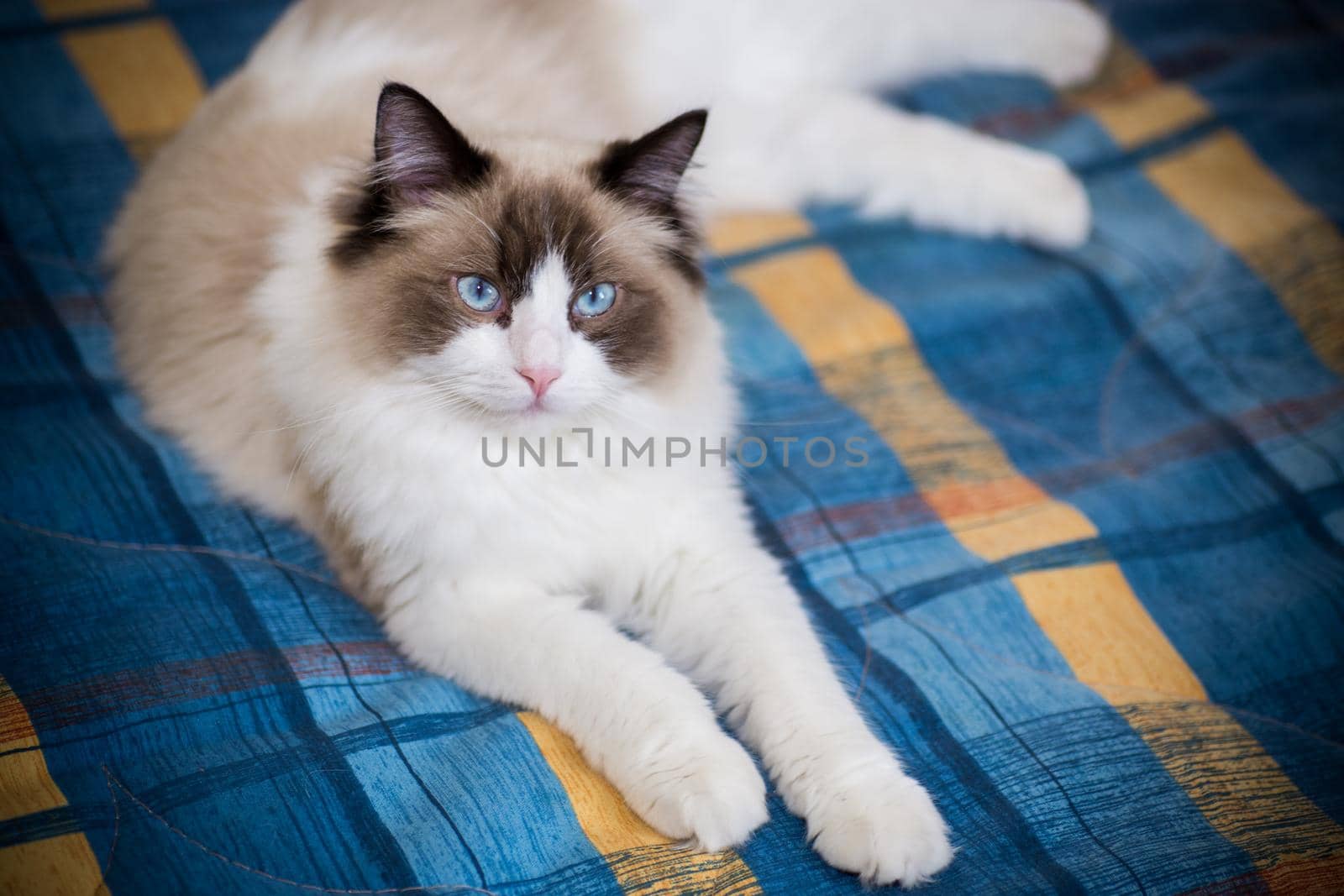 Young healthy beautiful purebred Ragdoll cat, at home