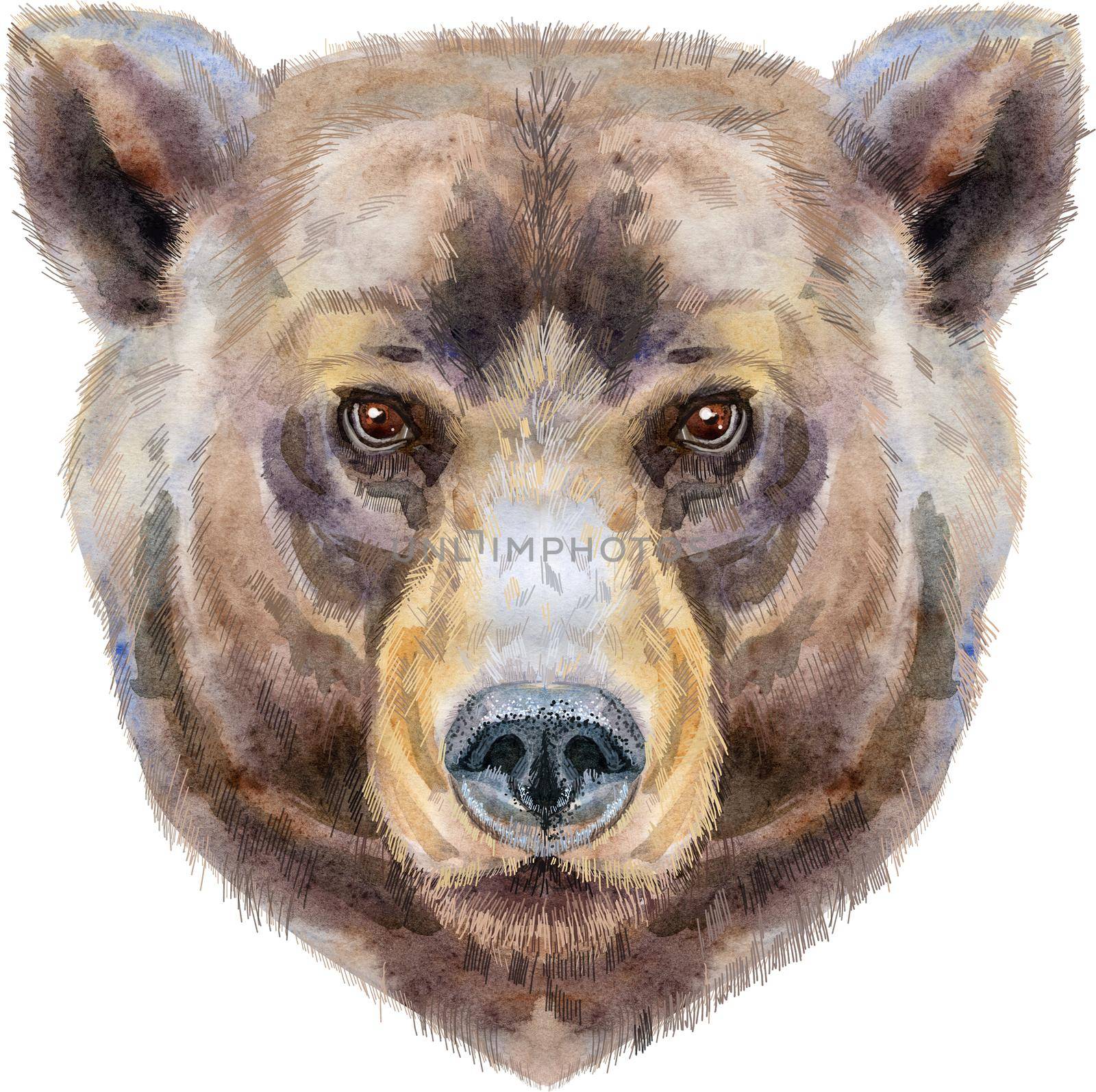 Bear head. Watercolor bear painting illustration isolated on white background by NataOmsk