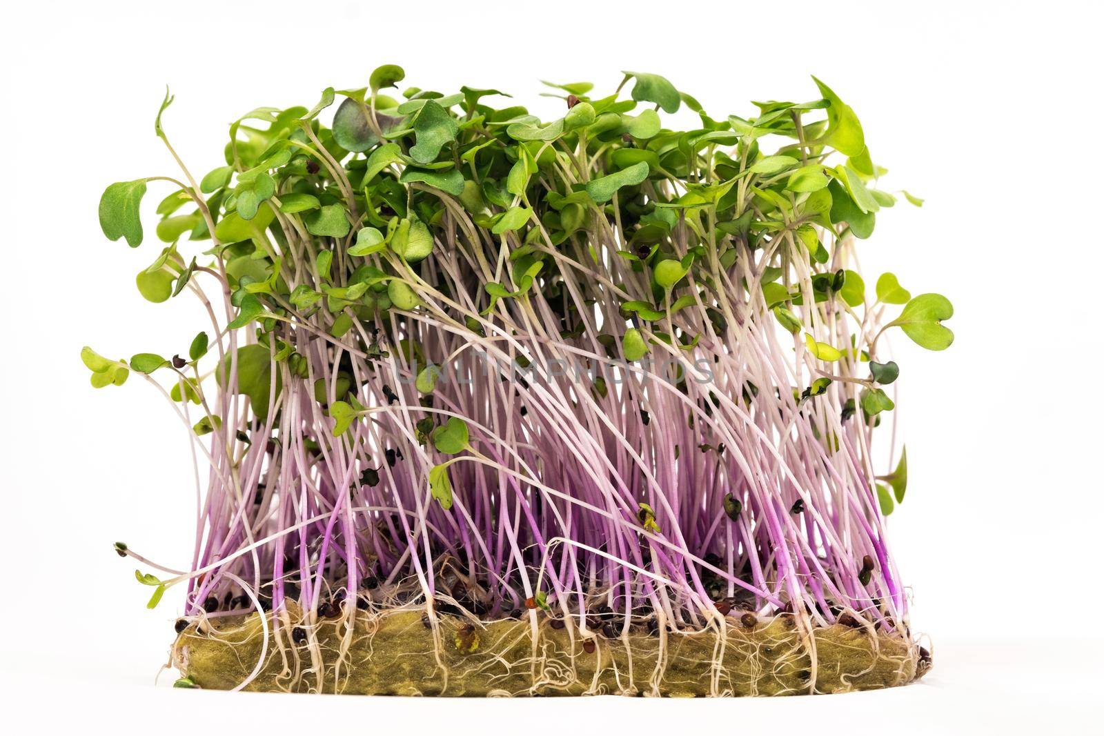 Micro-green seed seedlings on a white isolated background by Lobachad