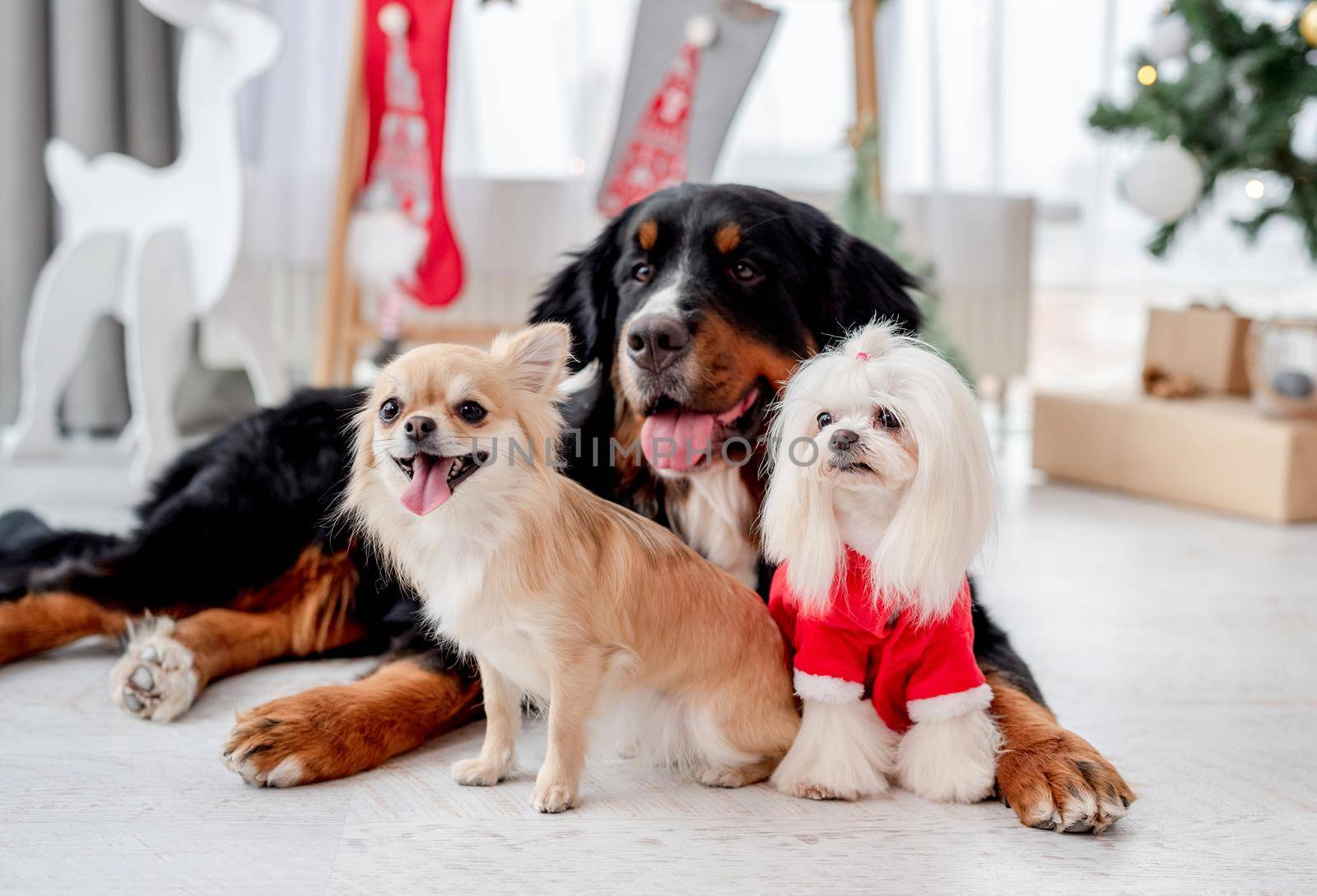 Chihuahua, bernese mountain dog and maltese dog in santa suit near decorated christmas tree at home