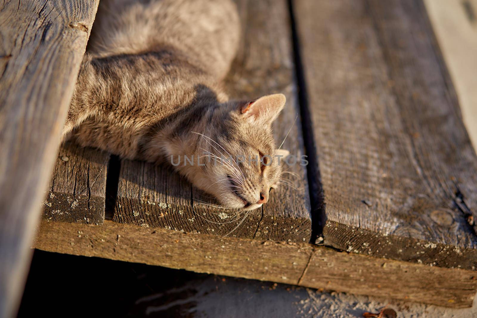A beautiful gray cat lies in the yard on the boards and basks in the sun