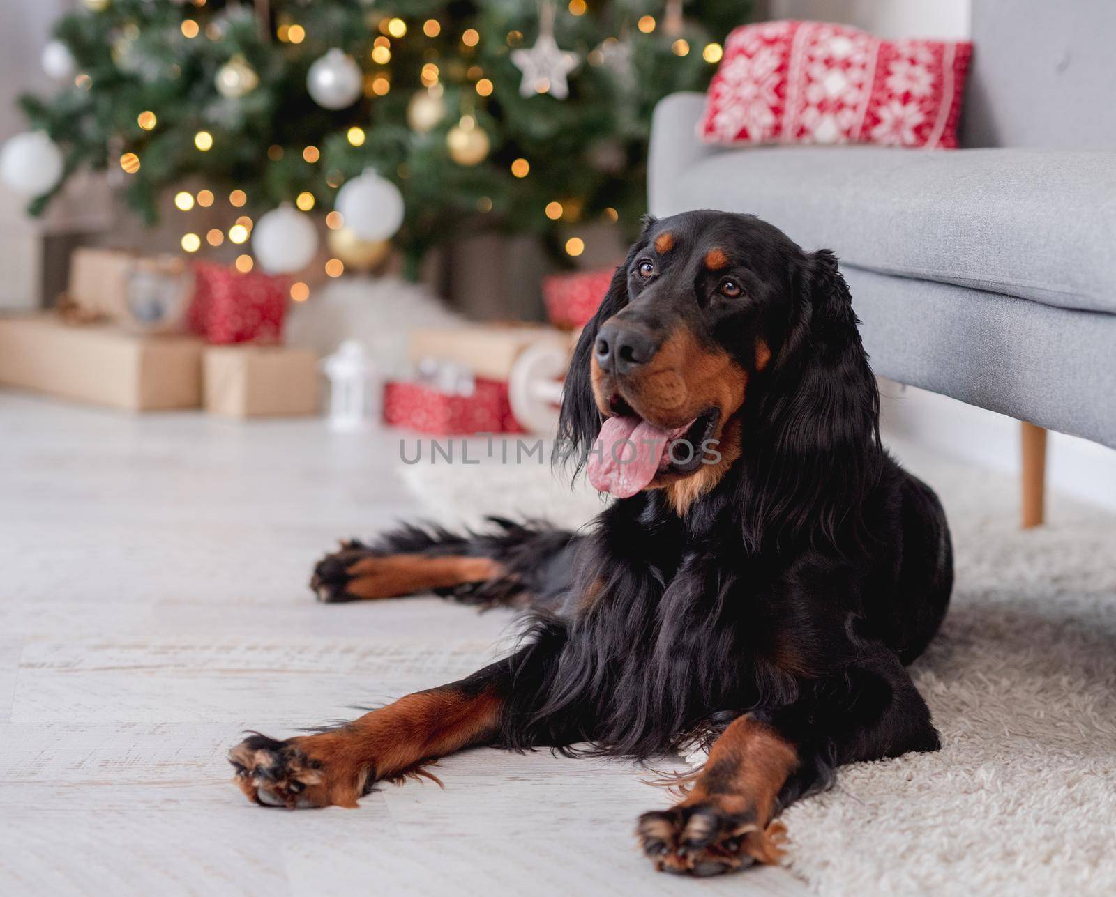 Scottish setter dog lying on floor at home with illuminated christmas tree on background