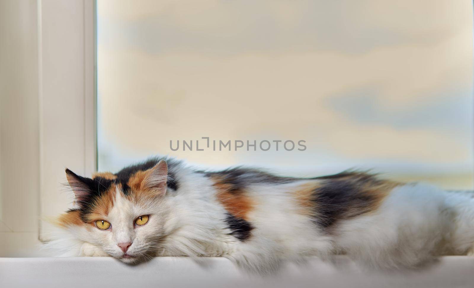 beautiful tricolored cat is looking into the camera.Close-up.
