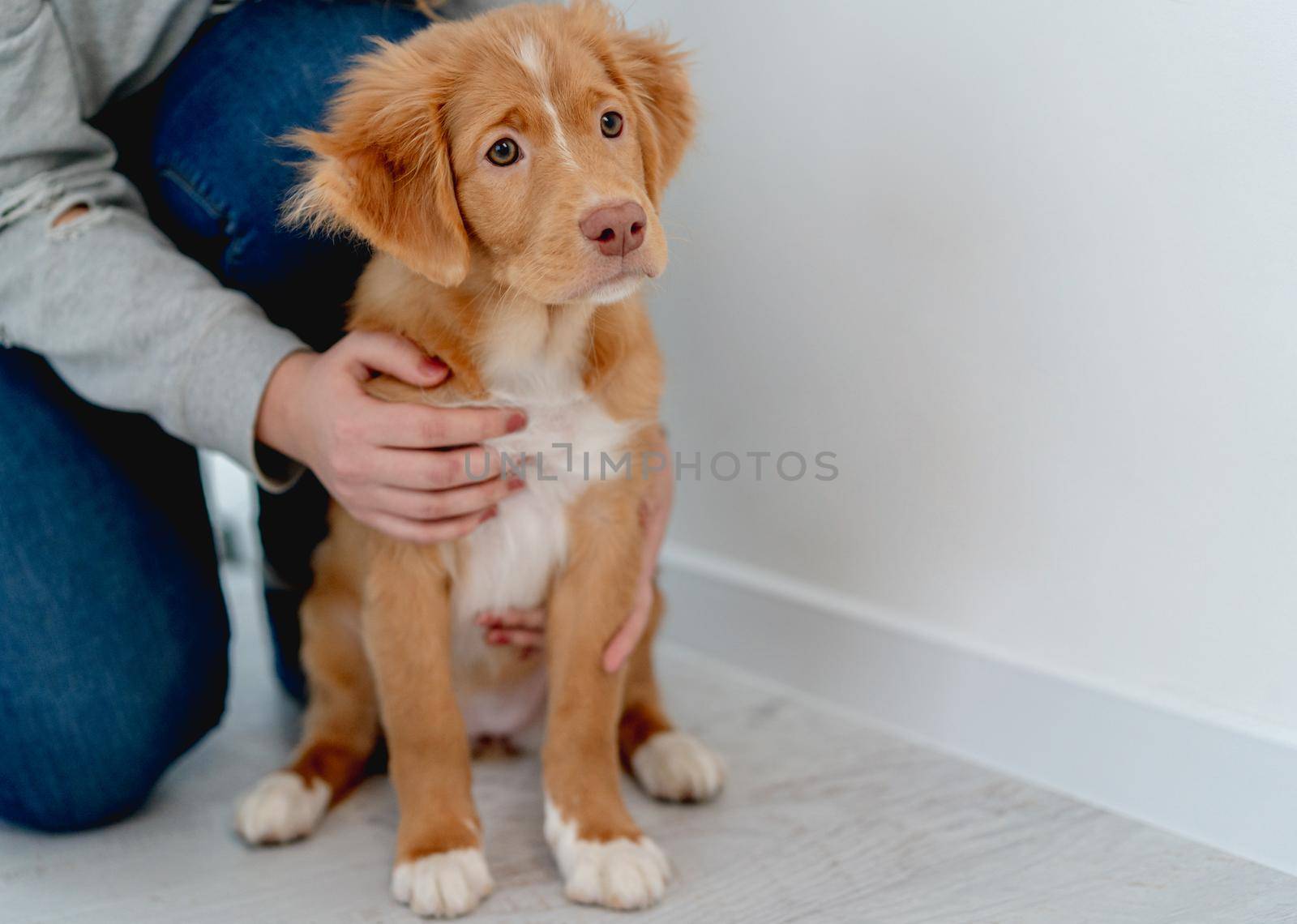 Toller puppy having fun with owner sitting on floor at home