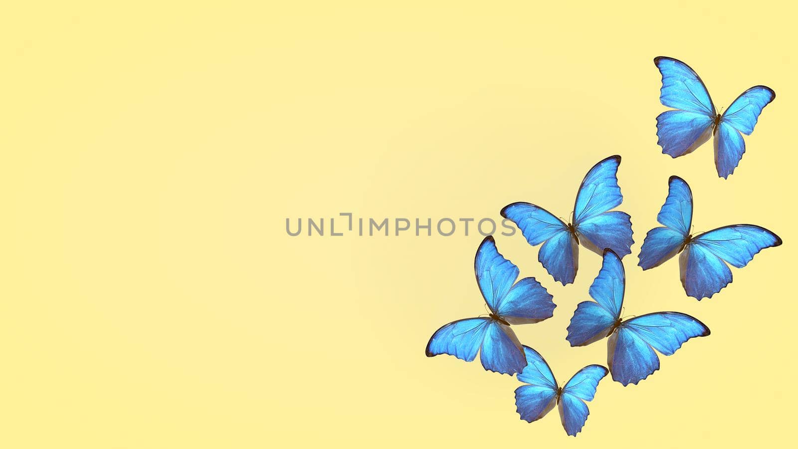 flight of summer blue butterflies. butterfly on a light background. 3d rendering.