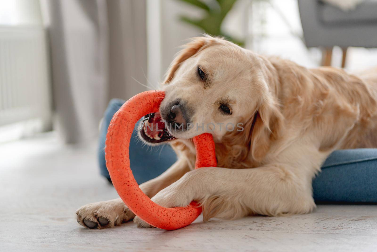 Golden retriever dog at home by tan4ikk1