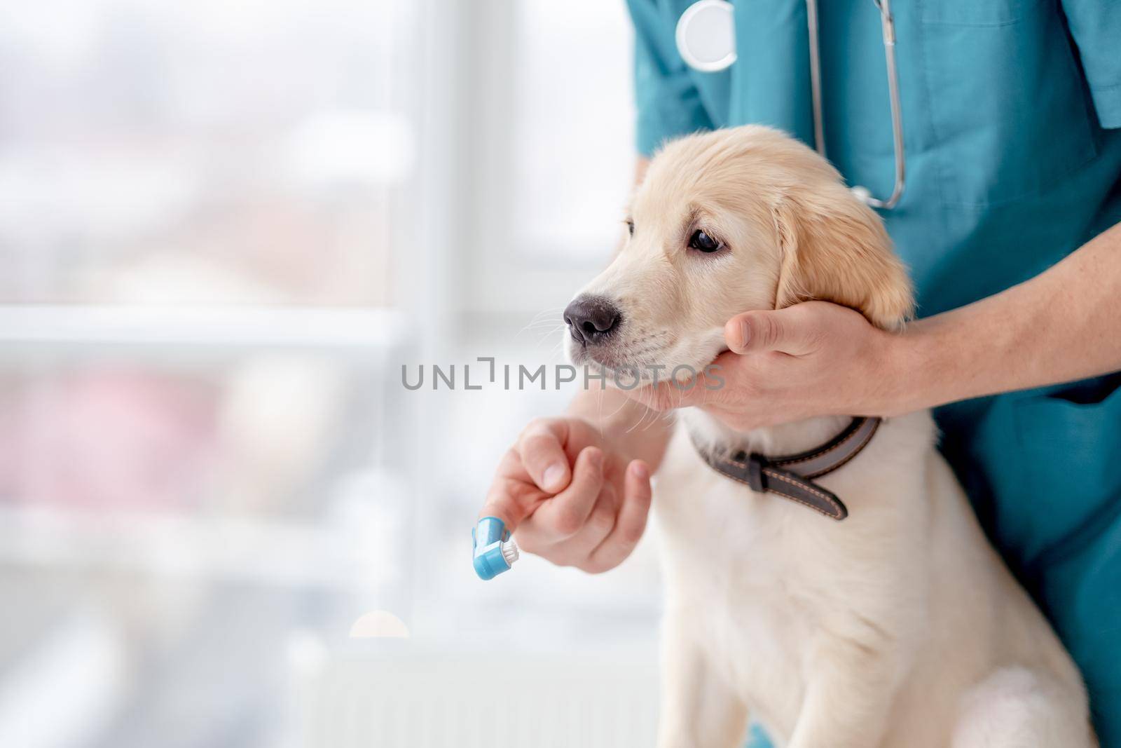 Brushing teeth of retriever puppy by veterinar
