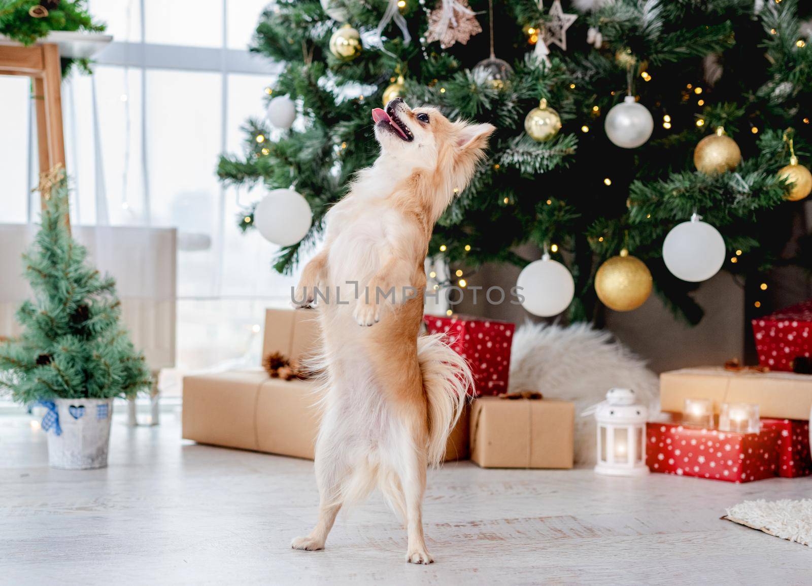 Chihuahua dog near decorated christmas tree and presents at home