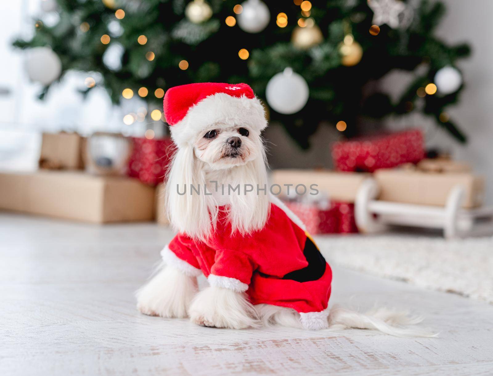 Maltese dog in santa suit near decorated christmas tree at home