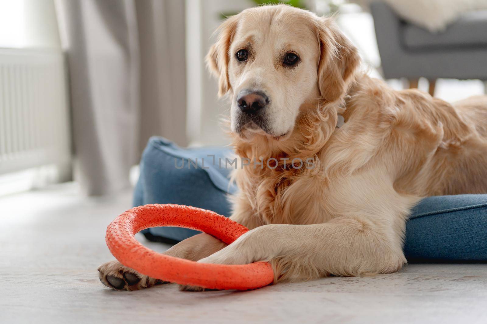 Golden retriever dog biting ring toy while lying on dog bed at home