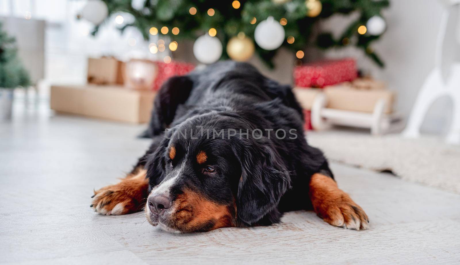 Bernese mountain dog lying near christmas tree at home