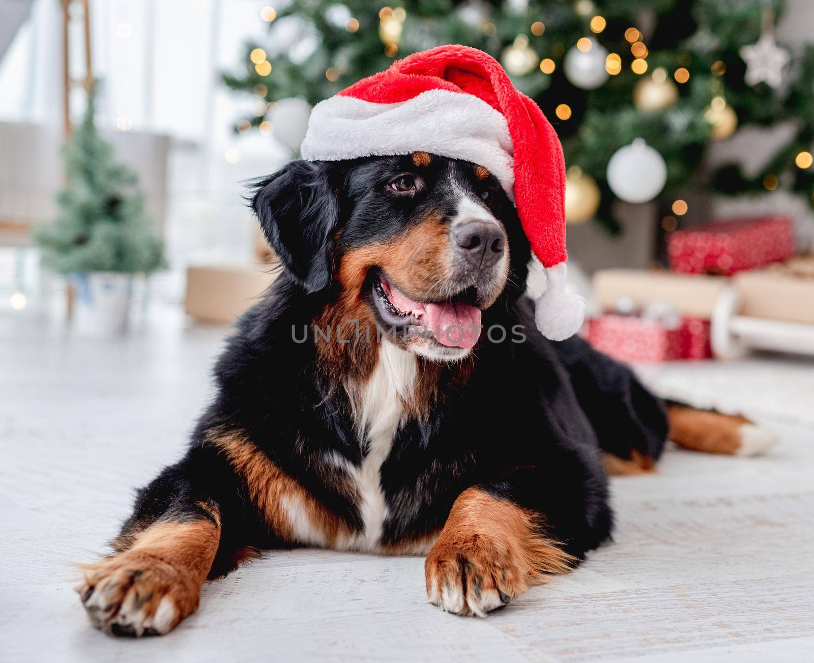 Bernese mountain dog in santa hat lying near illuminated christmas tree at home