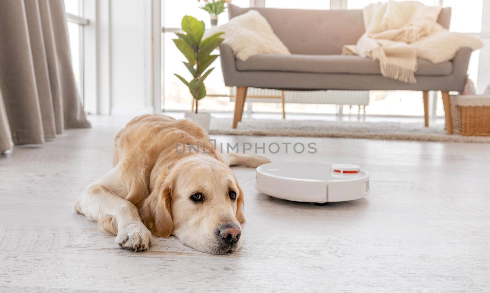 Cute golden retriever dog lying on the floor at home while robot vacuum cleaner works close to him