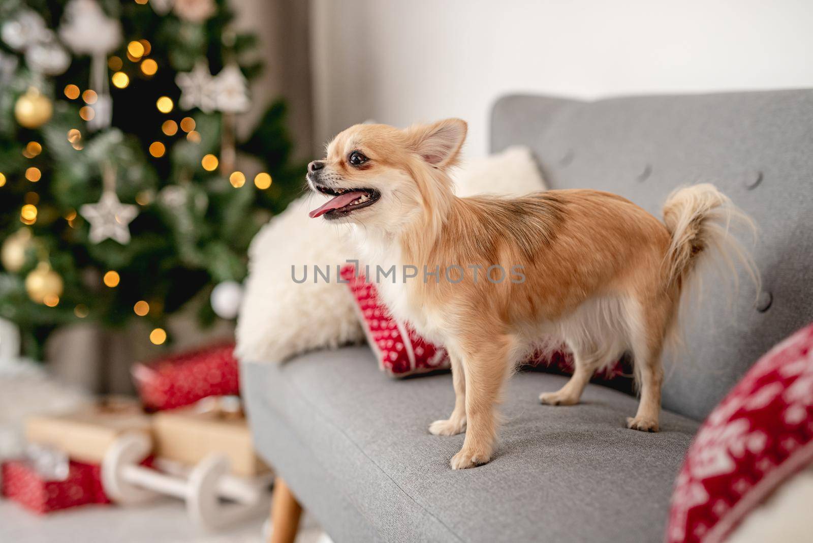 Chihuahua dog on sofa near decorated christmas tree at home