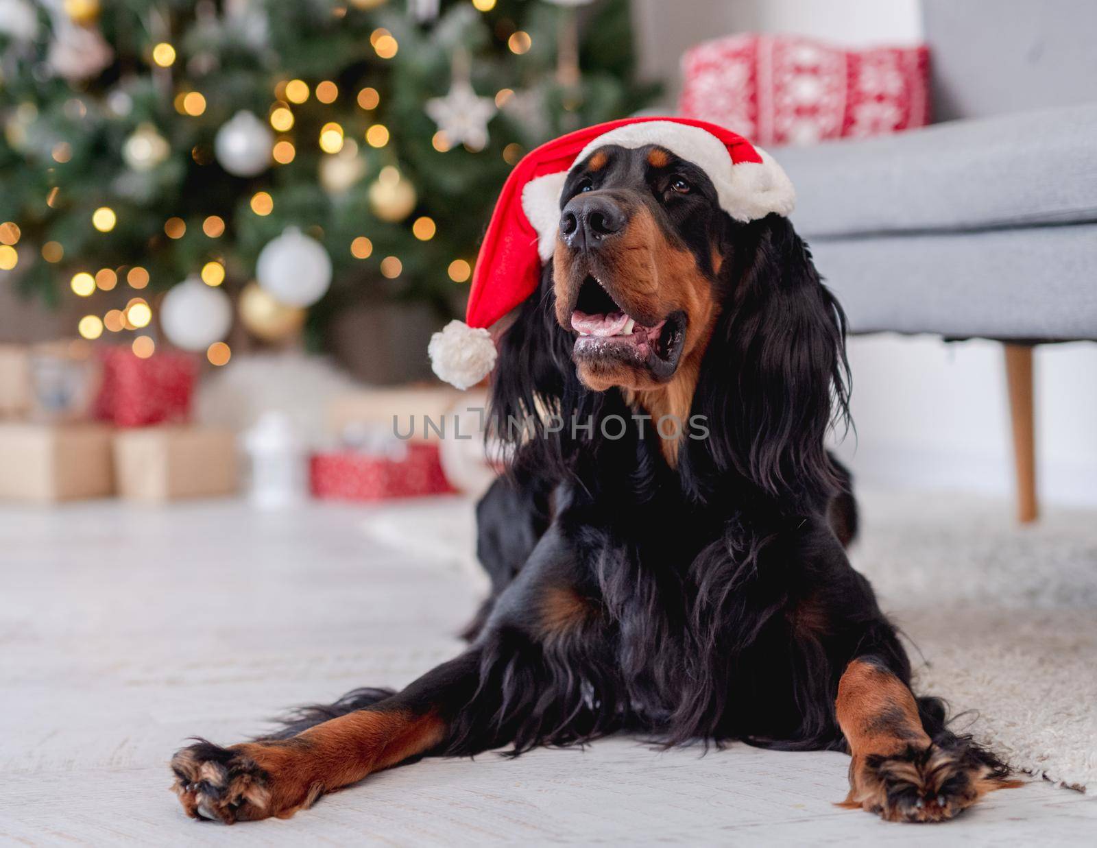 Scottish setter dog in santa hat lying on white carpet at home with illuminated christmas tree on background