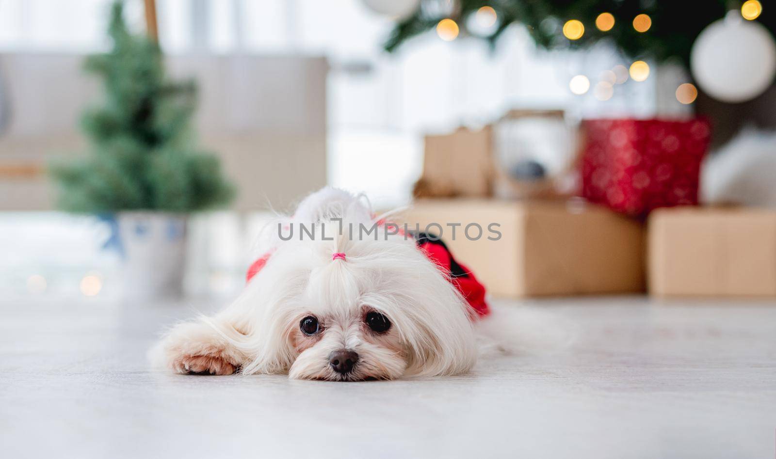 Maltese dog in santa suit lying near decorated christmas tree at home