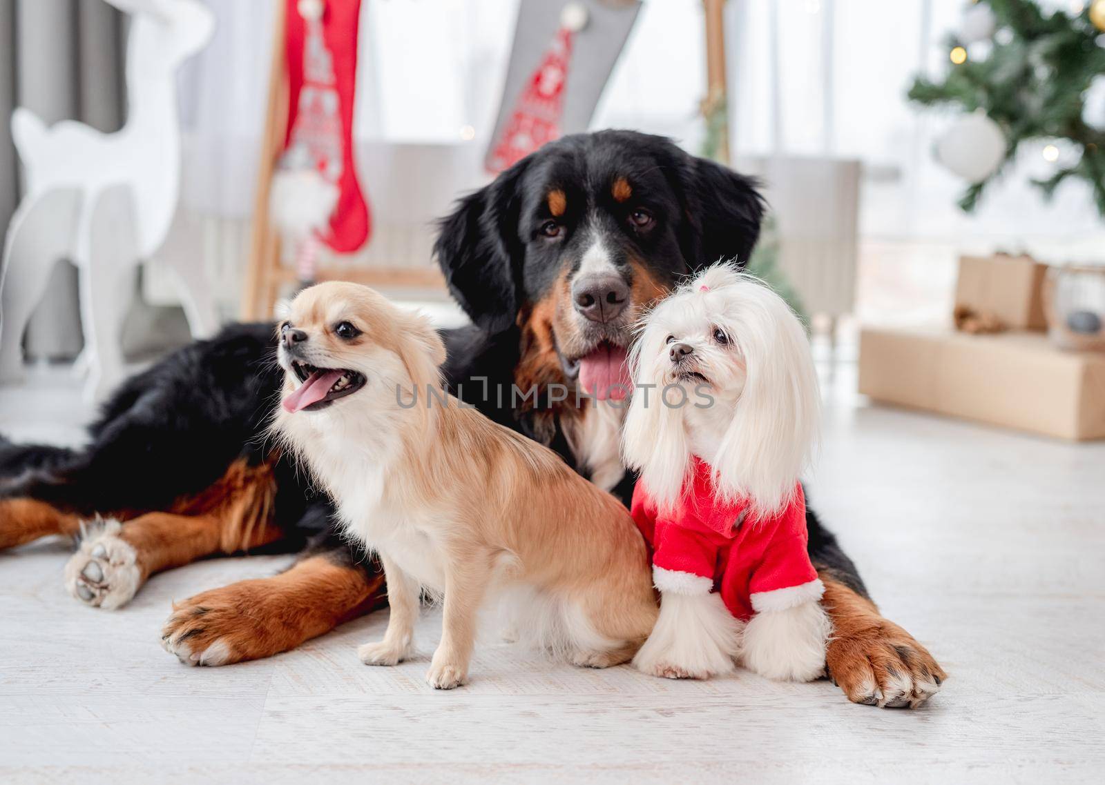 Chihuahua, bernese mountain dog and maltese dog in santa suit near decorated christmas tree at home