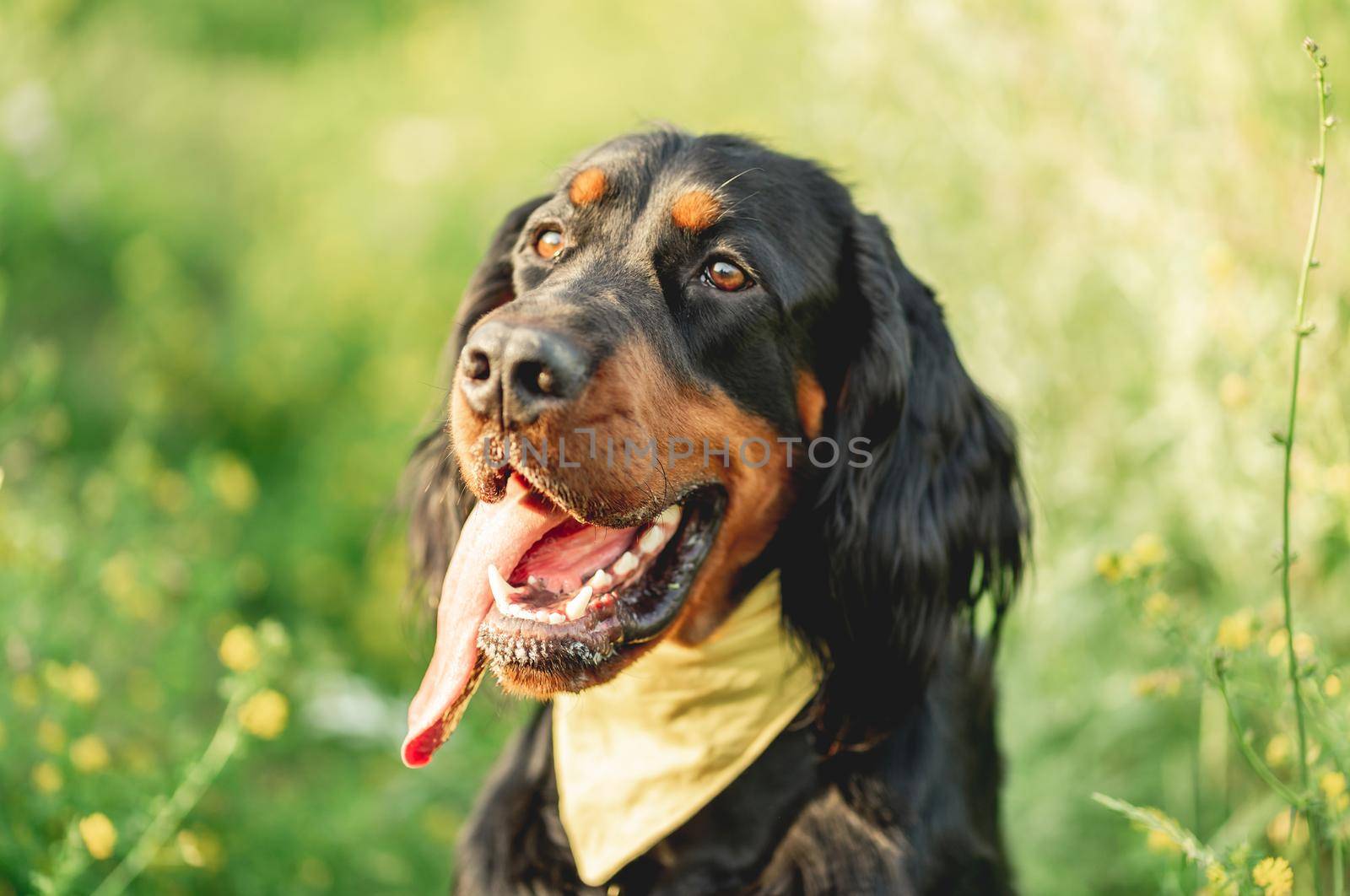 Nice scottish setter dog on green grass background