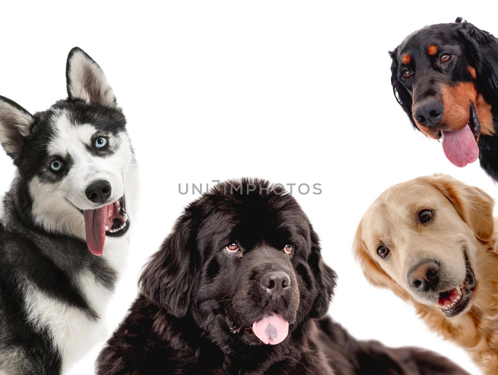 Collage with dogs looking on camera isolated on white background. Golden retriever newfoundland scottish setter husky portrait