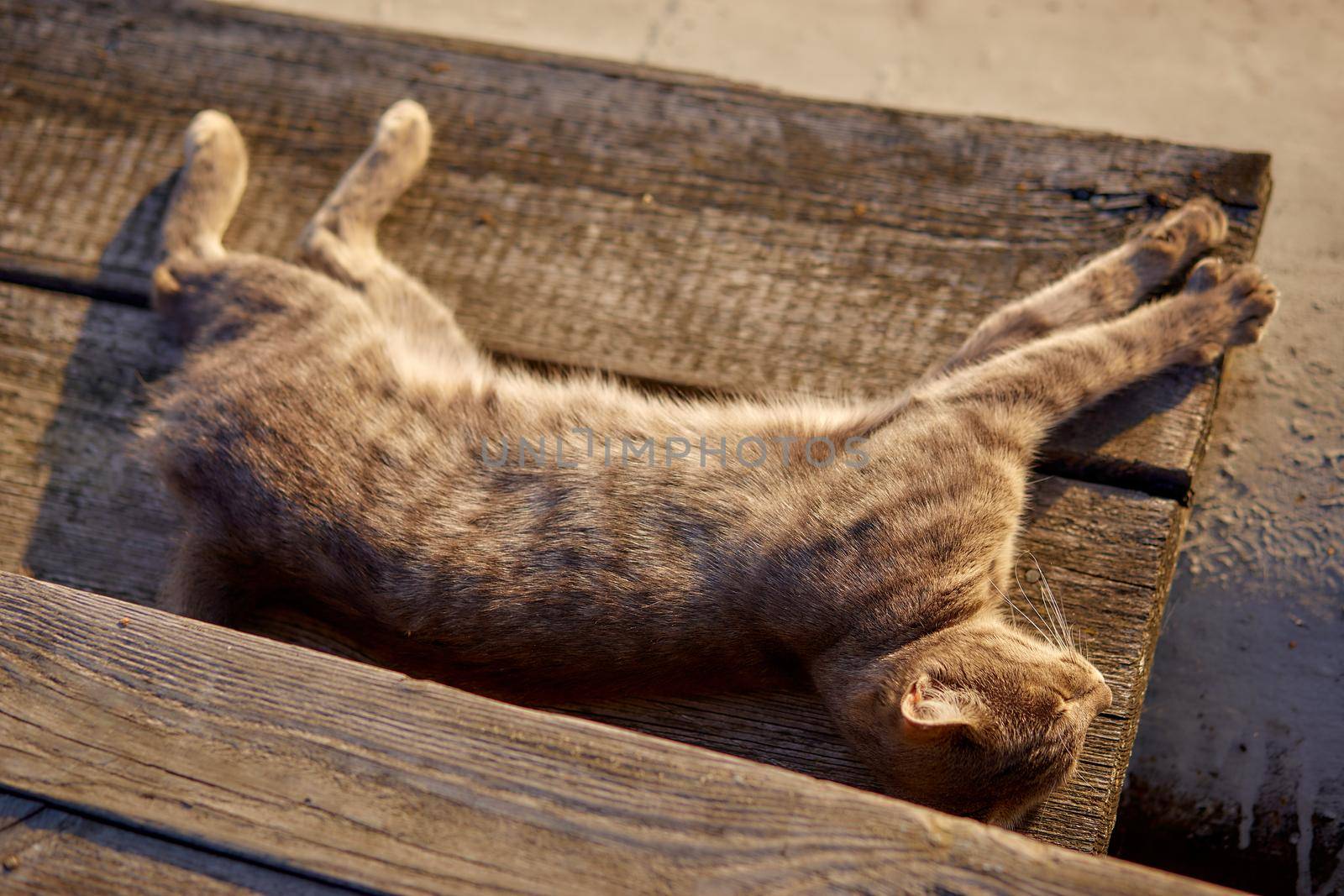 Beautiful gray cat lies in the yard on the boards and bask
