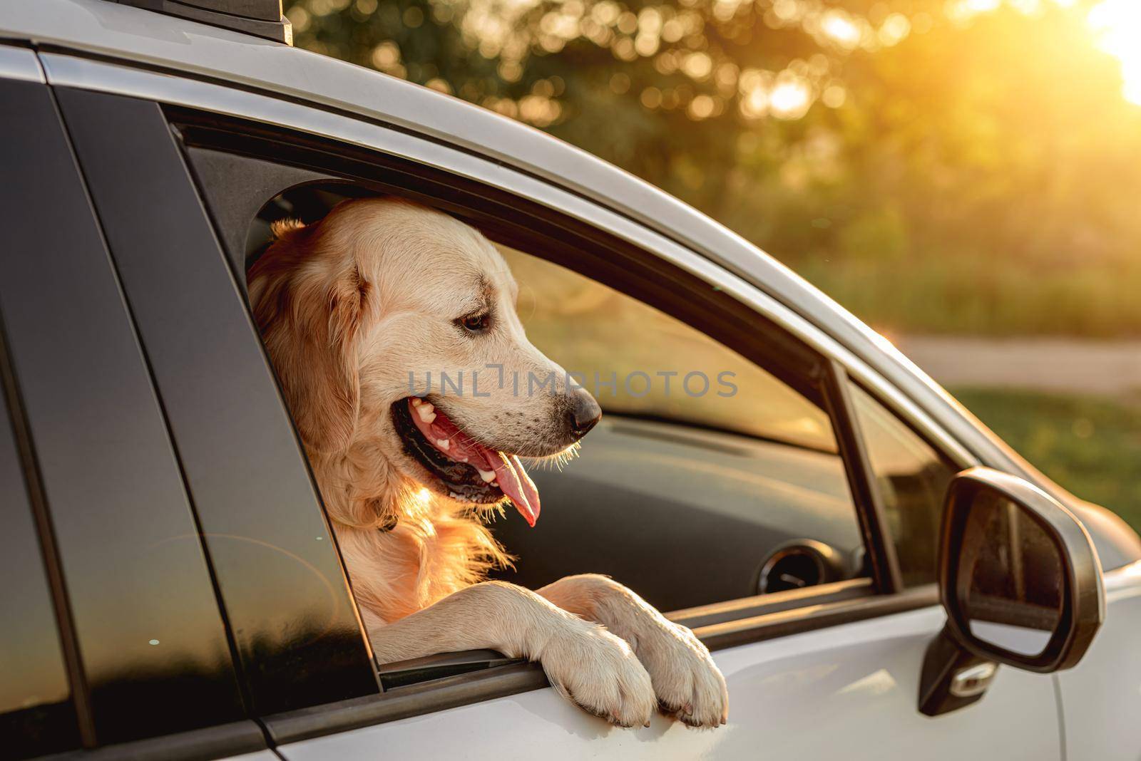 Dog looking in open car window by tan4ikk1