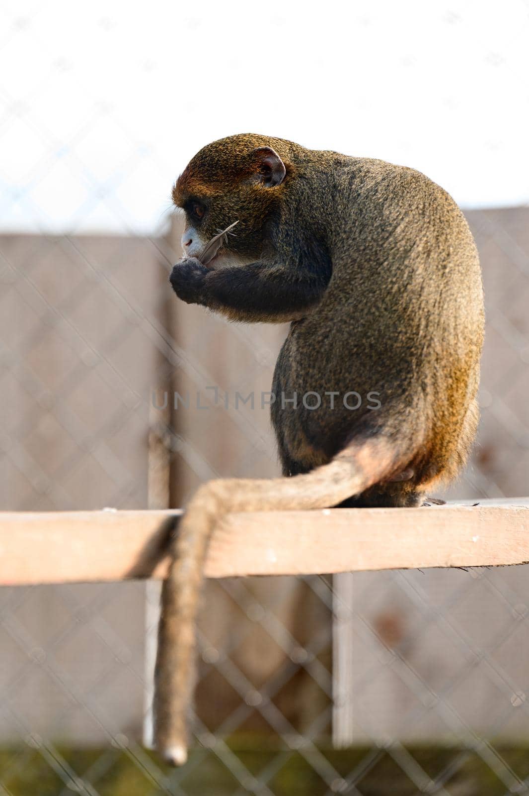 De Brazza monkey Cercopithecus zanectus from Africa in captivity, isolated moth in a zoo, a zoo in Ukraine.