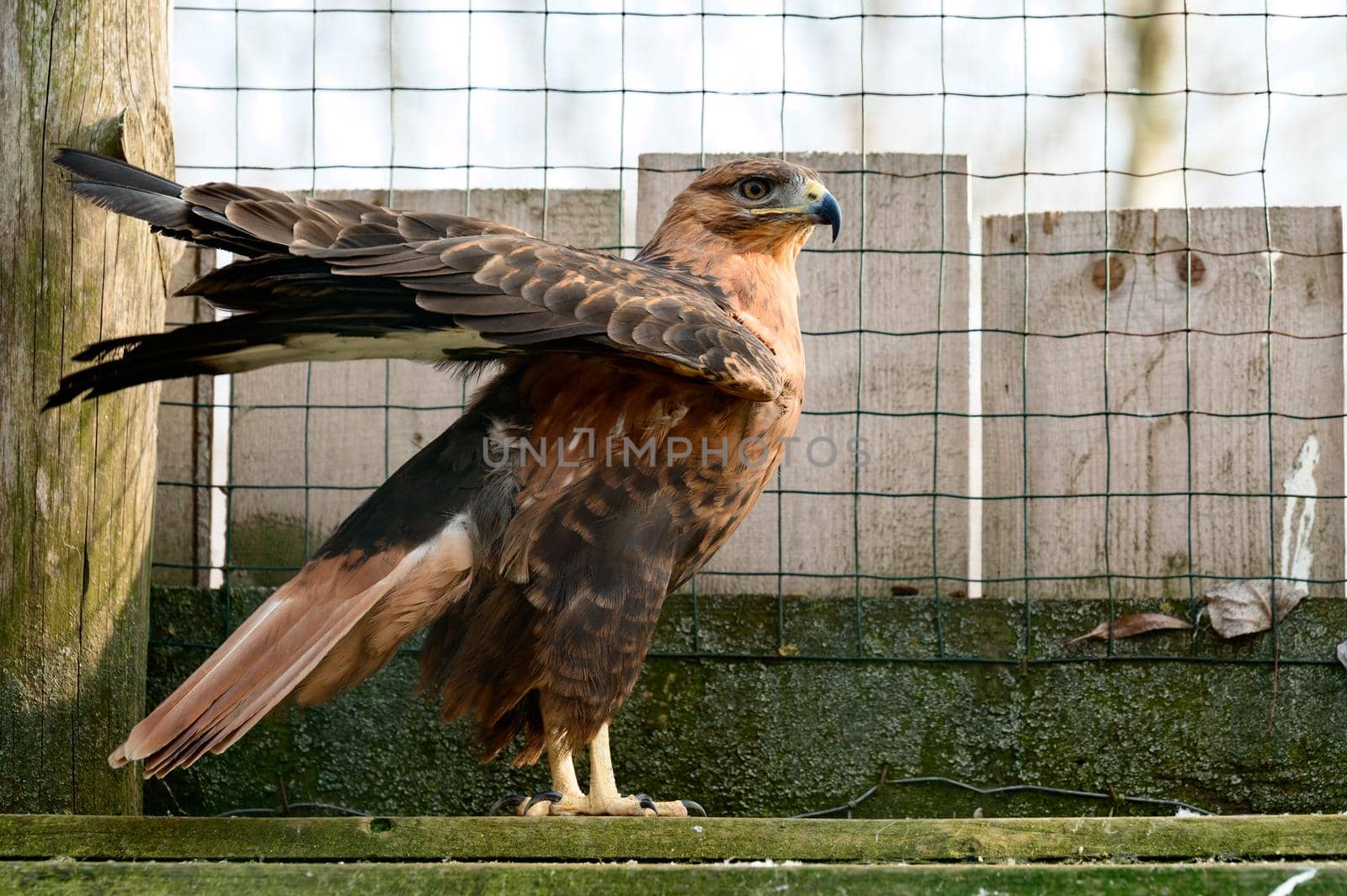 a steppe buzzard of a number of falcons, a Red Book bird that lives in mountainous and steppe areas, a bird in a zoo.