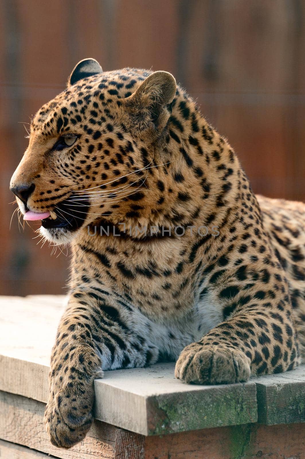 Spotted African leopard, wild and big pussy in the zoo. by Niko_Cingaryuk
