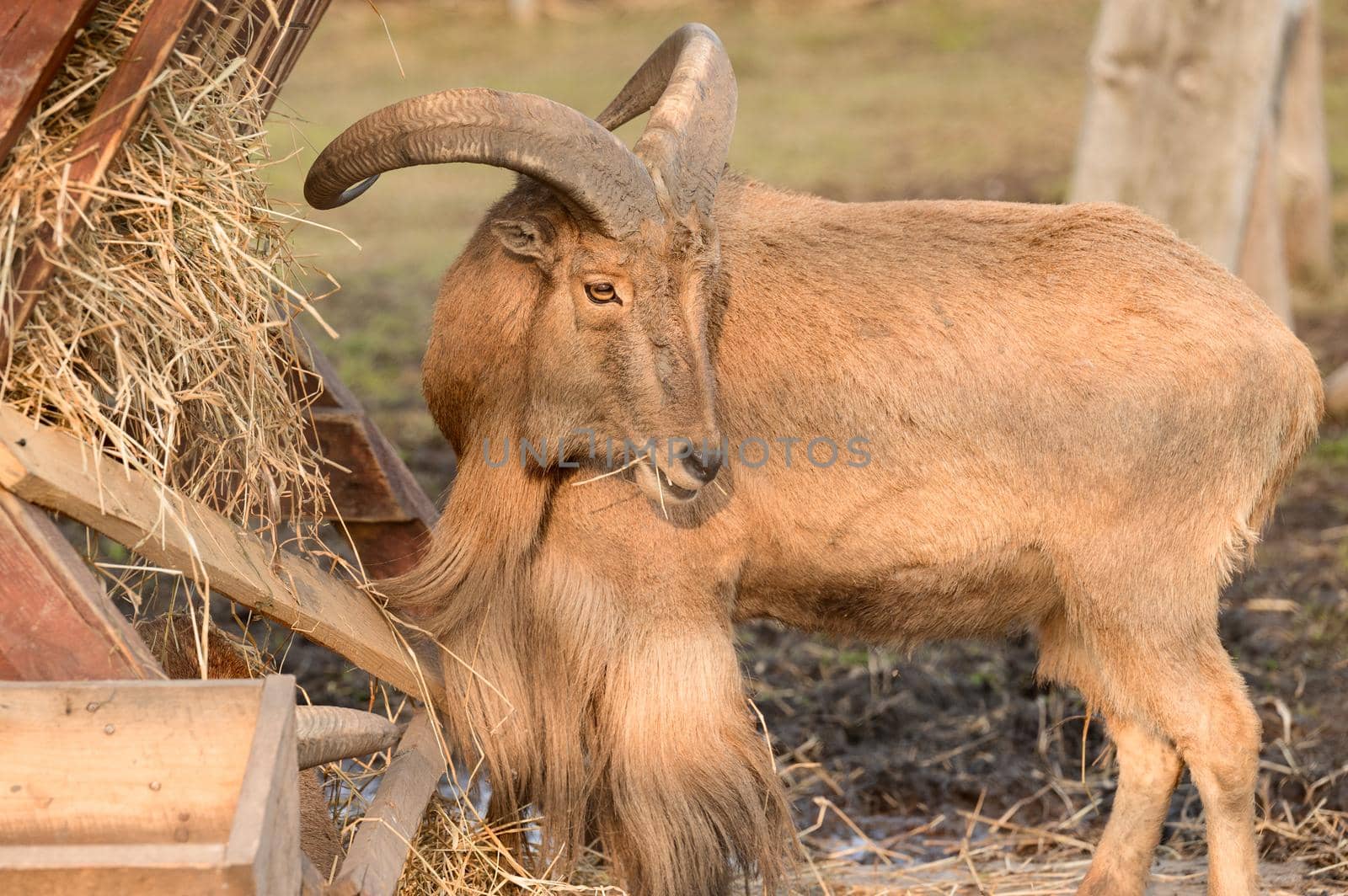 Maned ram eats hay, an animal in the zoo. by Niko_Cingaryuk