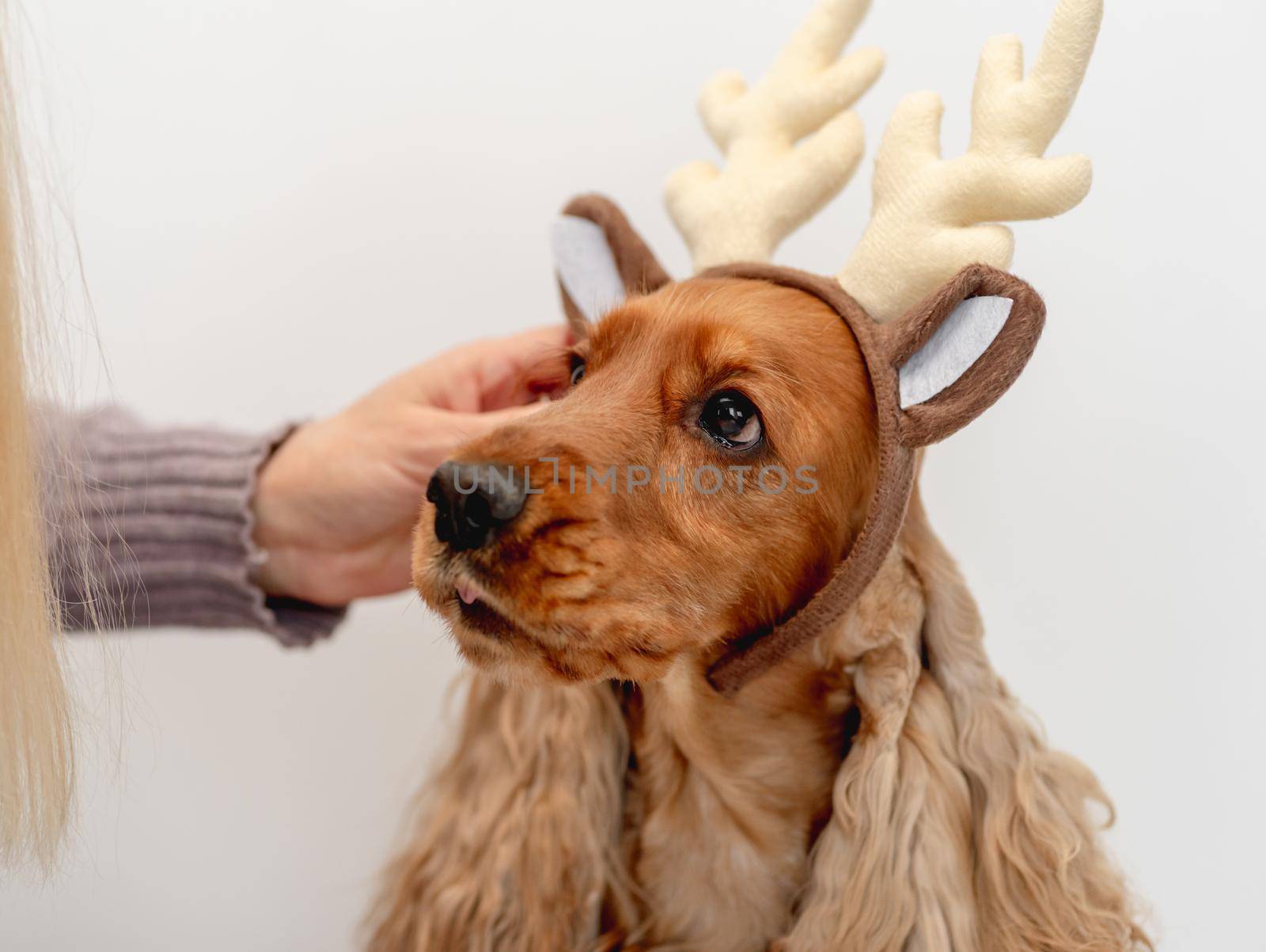 Woman putting festive rim with reindeer horns on English cocker spaniel dog at home