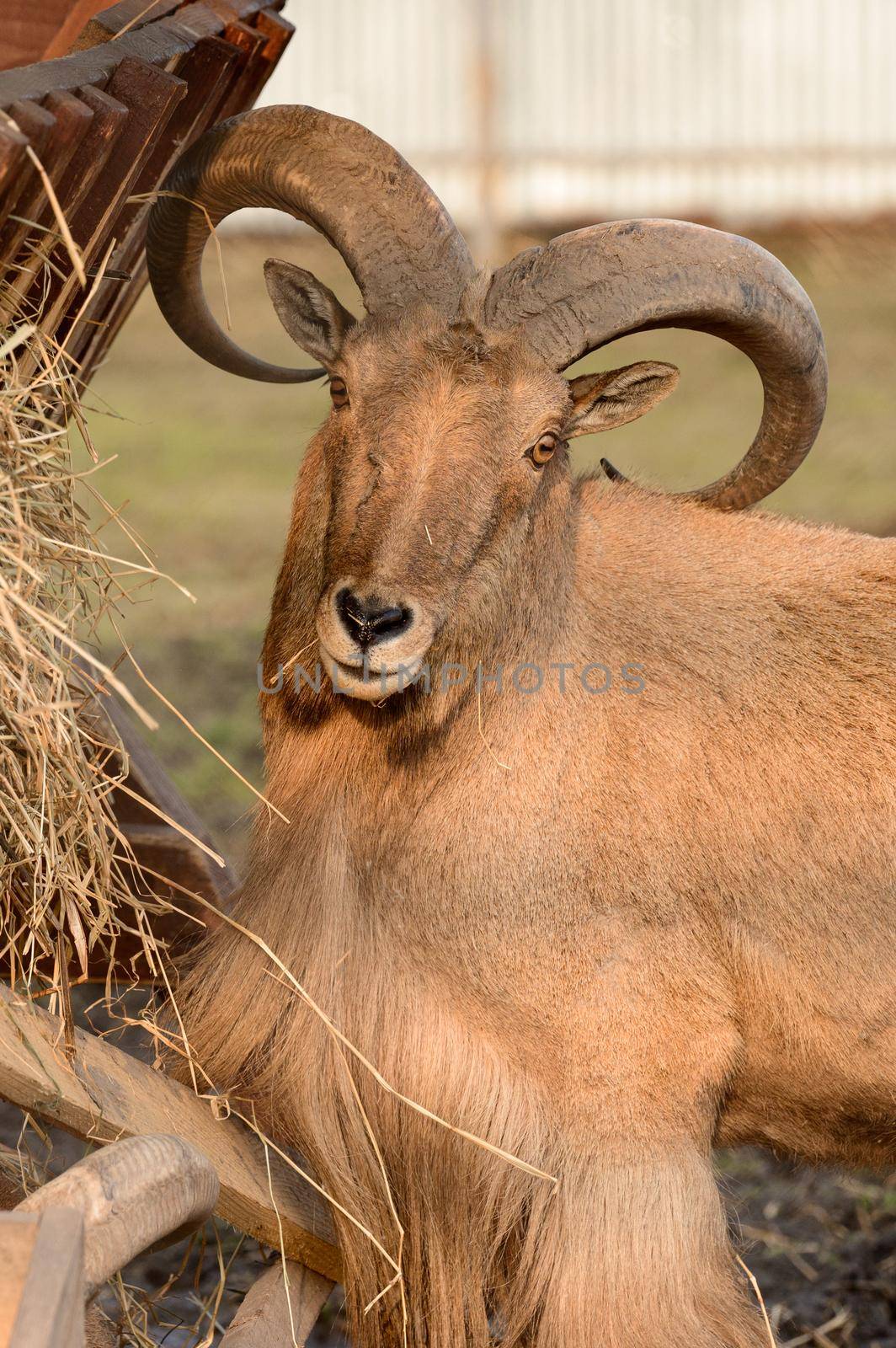 The maned ram eats hay, the animal in the zoo, the large rounded horns of the ram.