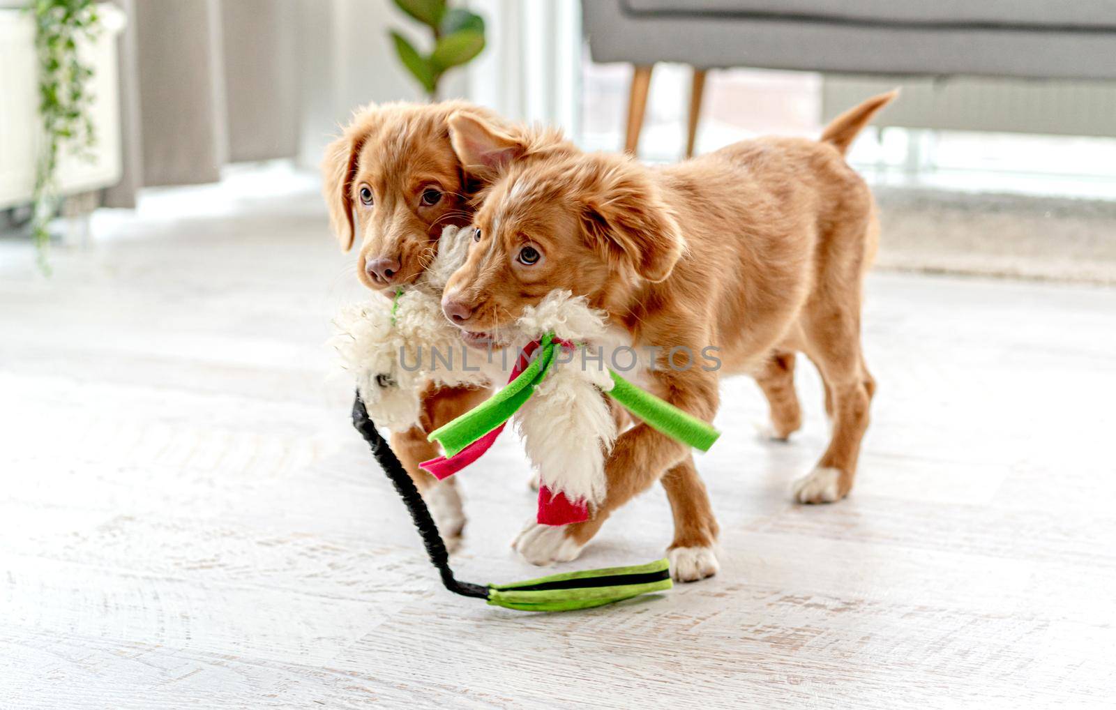 Couple of toller puppies biting soft toy at home